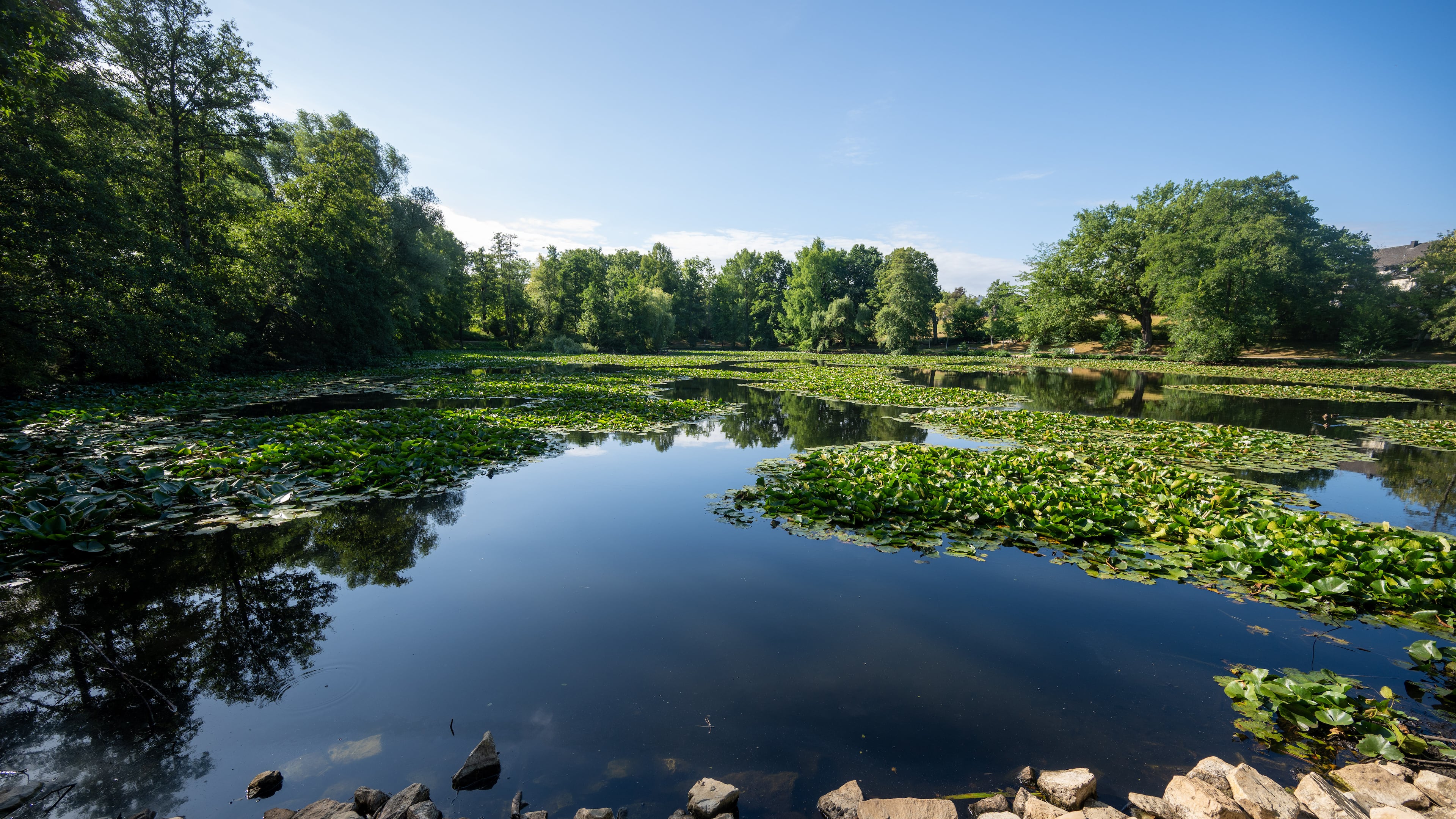 Water lilies form small islands on Mattheiser Pond. where the water level has dropped and the shoreline is nearly dry following several days of prolonged dry weather, in Trier, Germany, Thursday, Aug. 6, 2026. (Harald Tittel/dpa via AP)