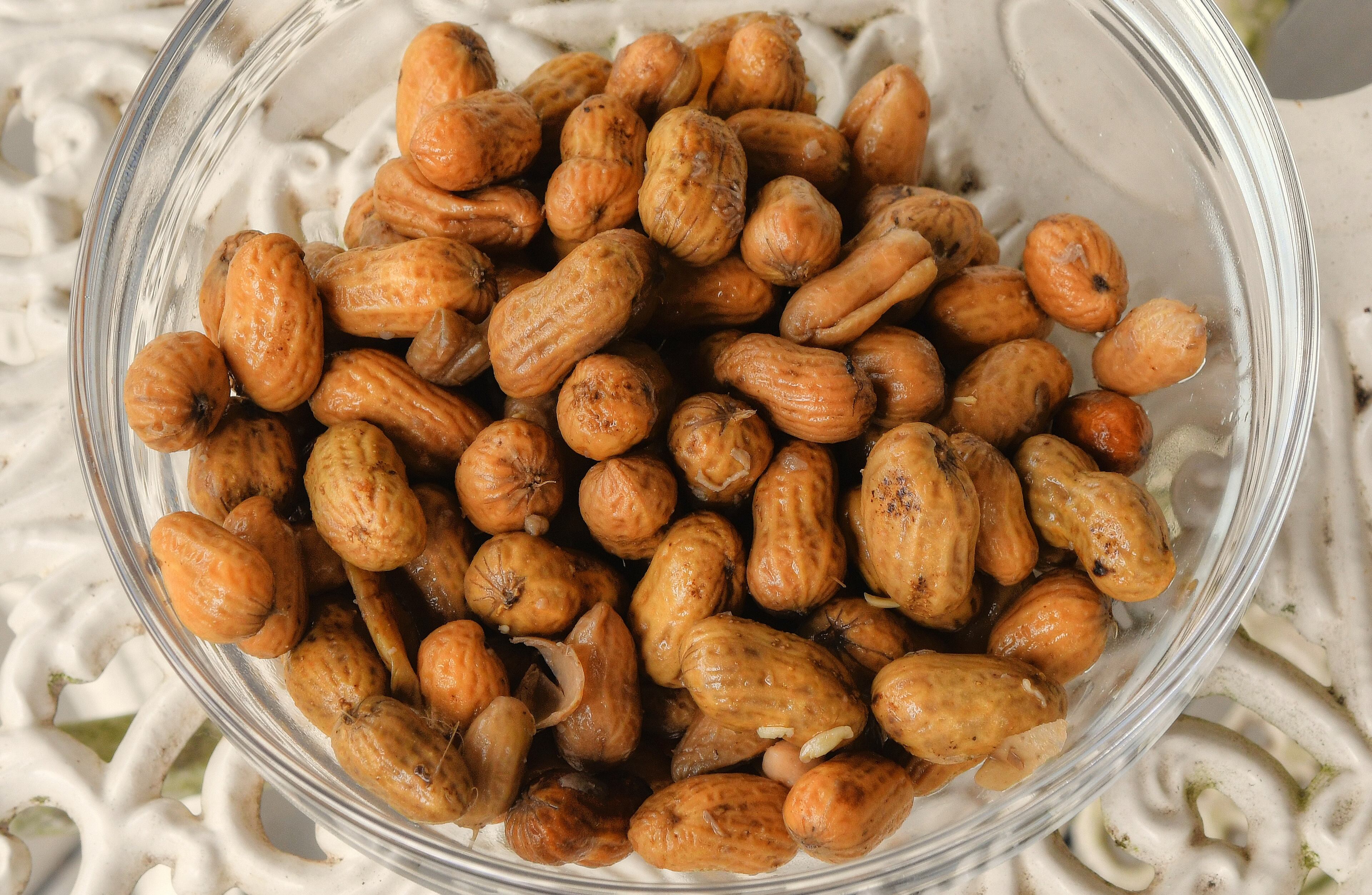 Boiled peanuts are offered to visitors during a tour of Longleaf Ridge. (Chris Hunt for The Atlanta Journal-Constitution)