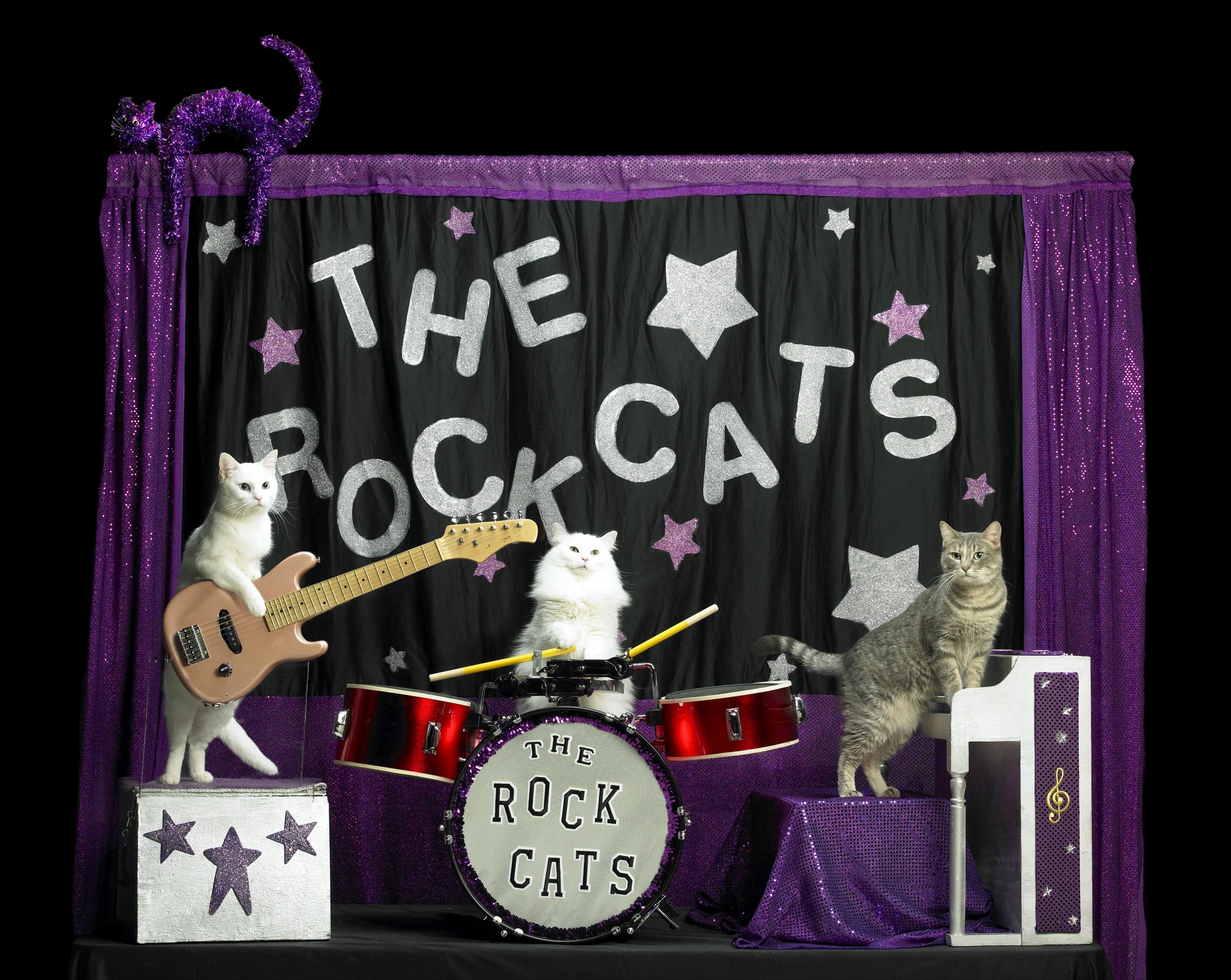Who needs the Beatles when you've got the Rock Cats? The band, made up entirely of house cats, has three days of gigs here this weekend. They are (left to right) original guitarist Pinky (now deceased), Dakota on drums and Nue on keyboards.