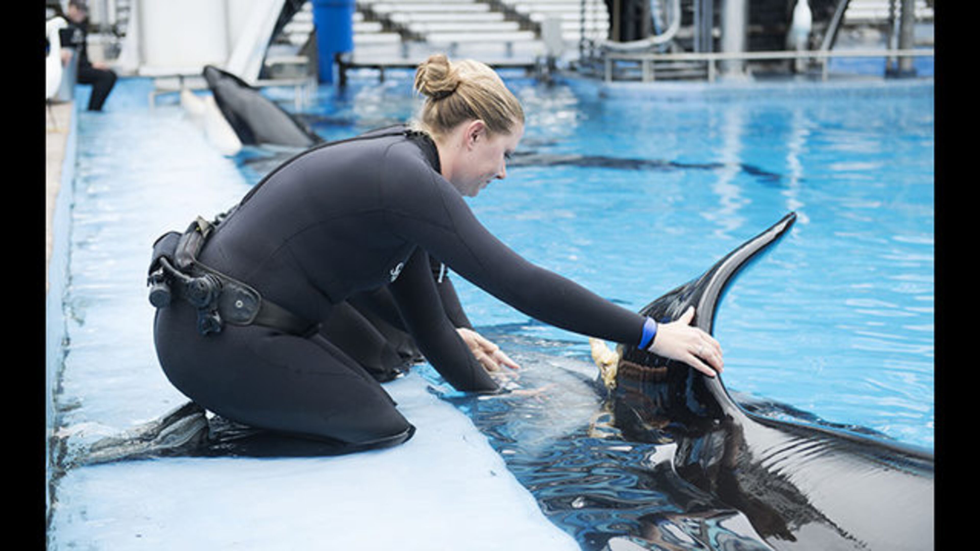 Katina, a killer whale at SeaWorld in Orlando, injured a dorsal fin interacting with other whales, officials said. (Photo: SeaWorld)