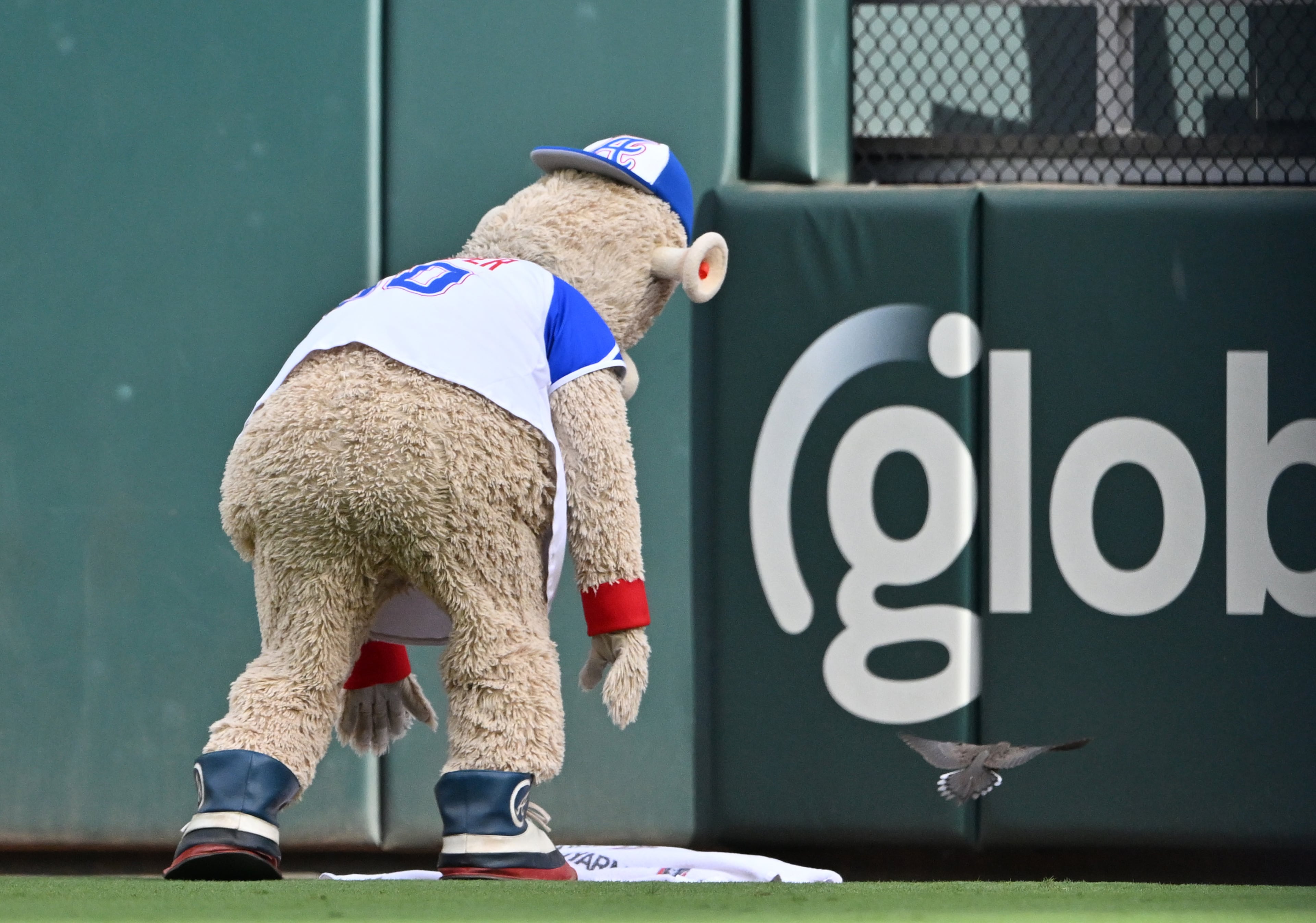 Blooper rescues a bird before the game 2 of Atlanta Braves game against New York Yankees at Truist Park, Saturday, July 19, 2025, in Atlanta. (Hyosub Shin / AJC)