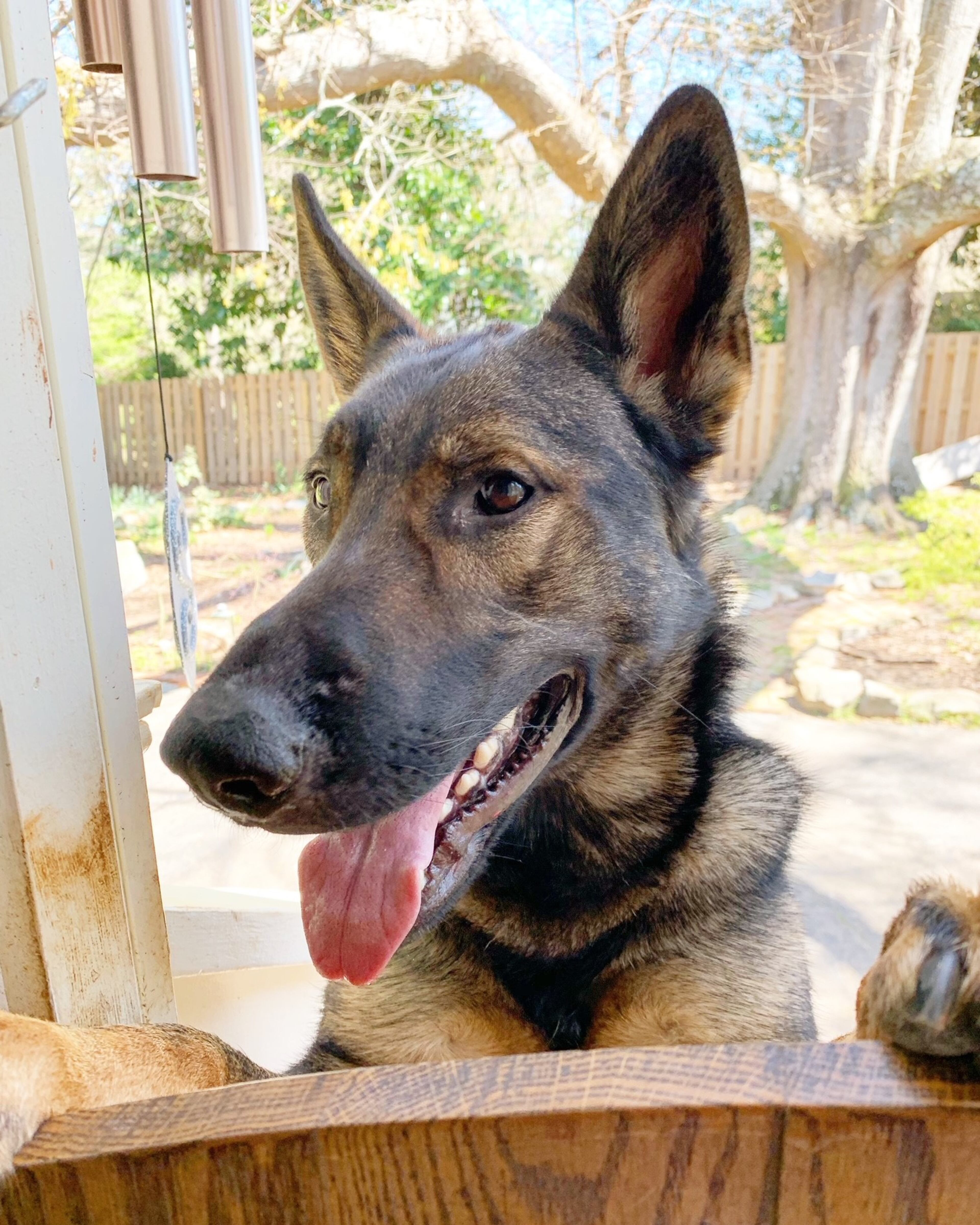 Ace only lived for four short years before he was taken by cancer, but he found permanent place in owner Humberto Fallas' heart. Photo: Humberto Fallas