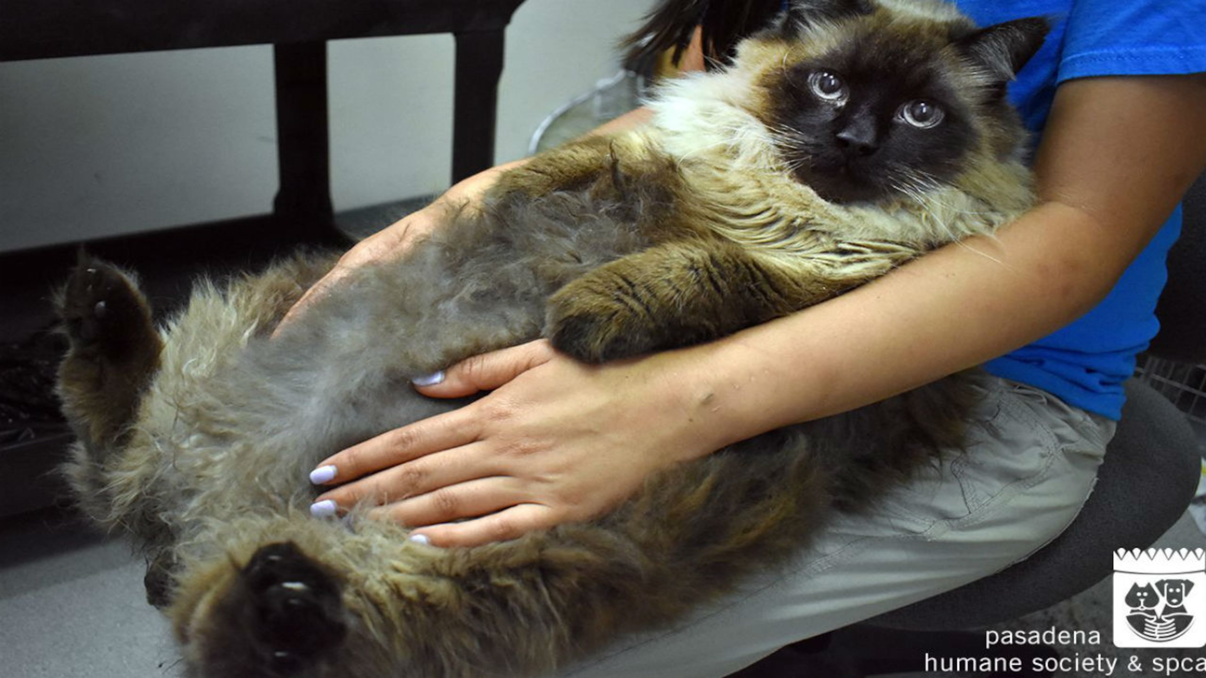 A 29-pound cat was found wandering a busy street in California.