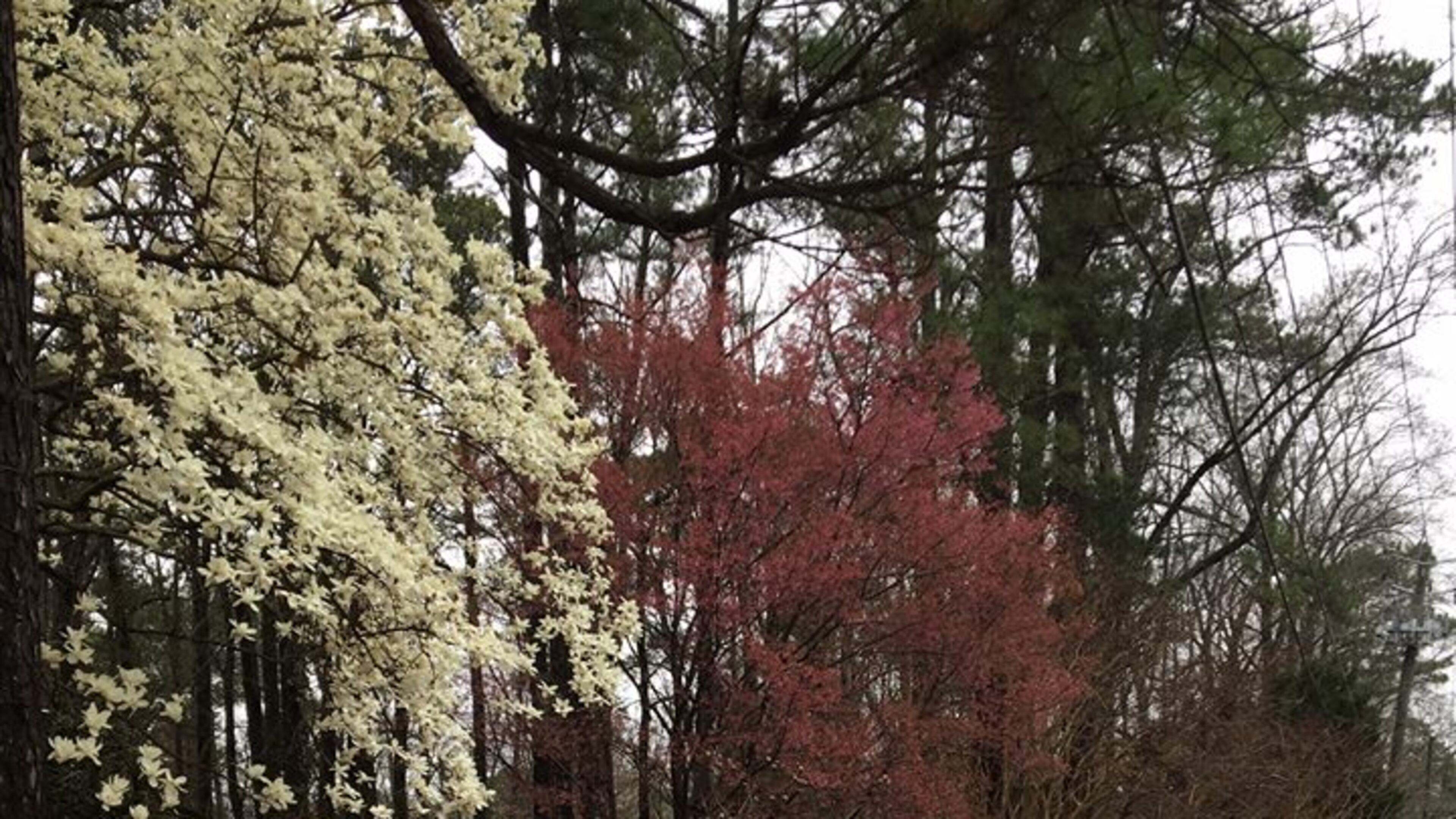 Decatur’s Woodlands Garden is closed until the fall for expansion and renovation. Courtesy Woodlands Garden