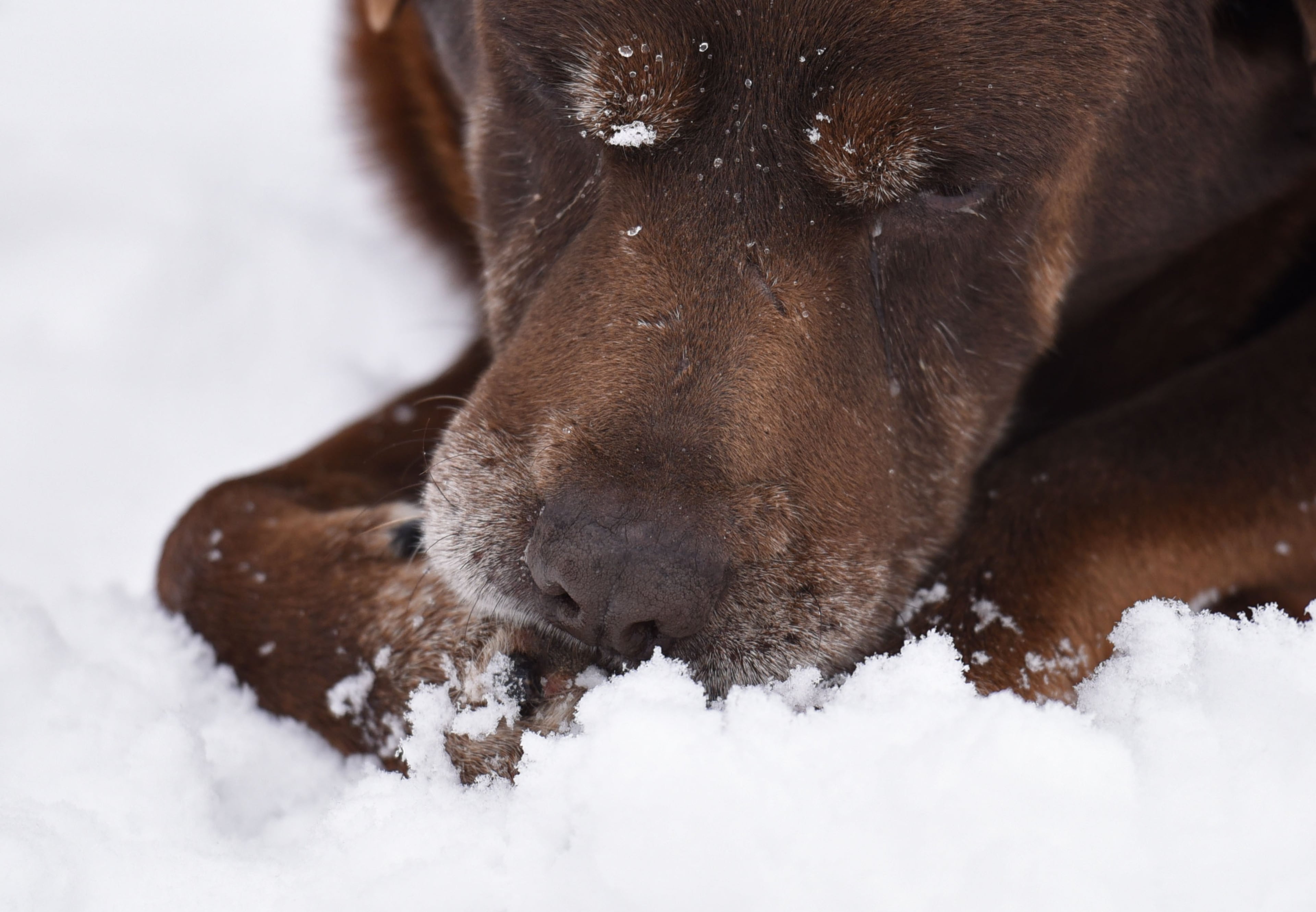 Kandi and Tom Fisher's dog Coco plays in the snow in Rabun County on Saturday, January 23, 2016. HYOSUB SHIN / HSHIN@AJC.COM