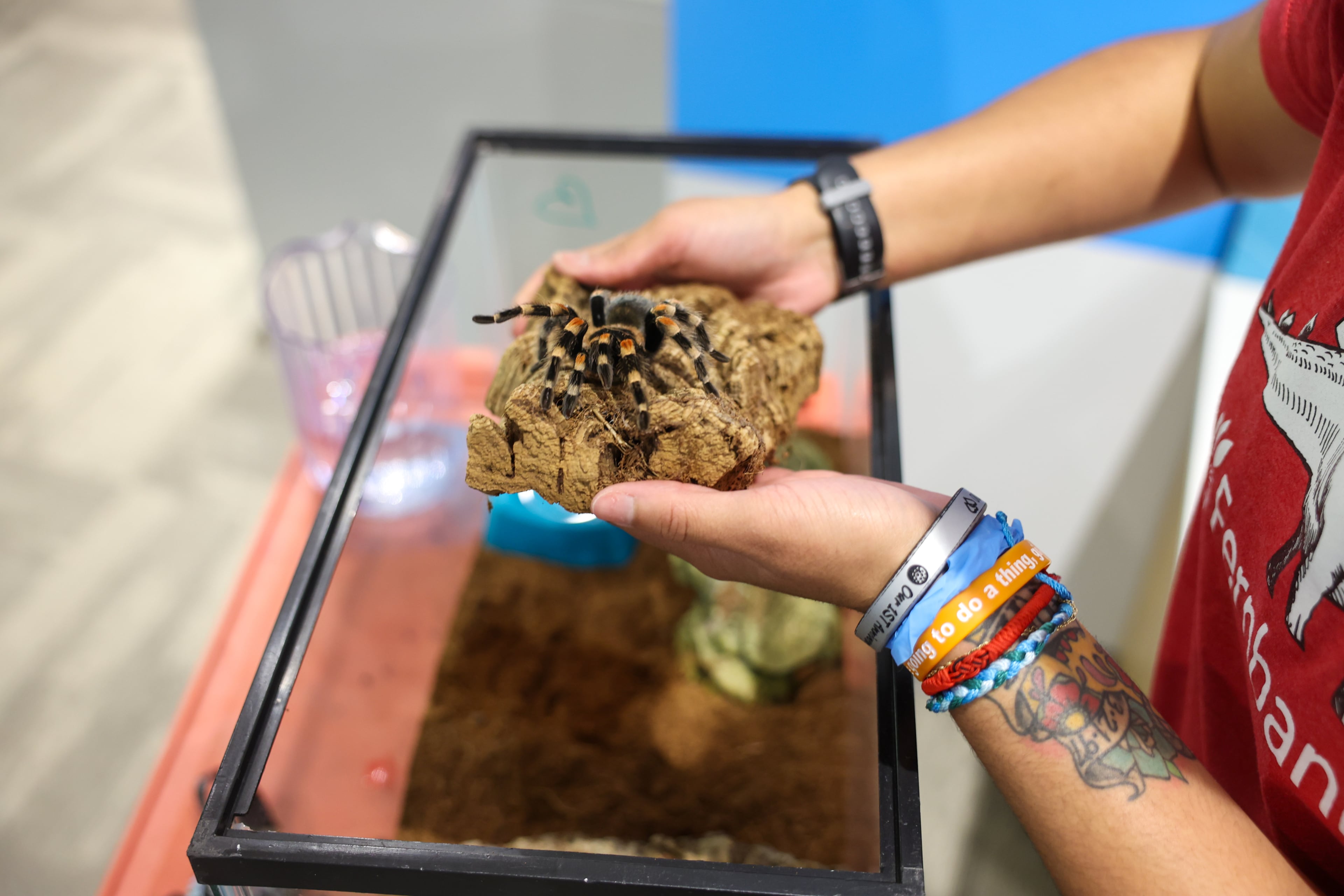 Animal care coordinator Brittney Hall handles a Mexican redknee tarantula at the Orkin Discovery Zone inside the Fernbank Museum on Tuesday, April 21, 2026, in Atlanta. (Arvin Temkar/AJC)