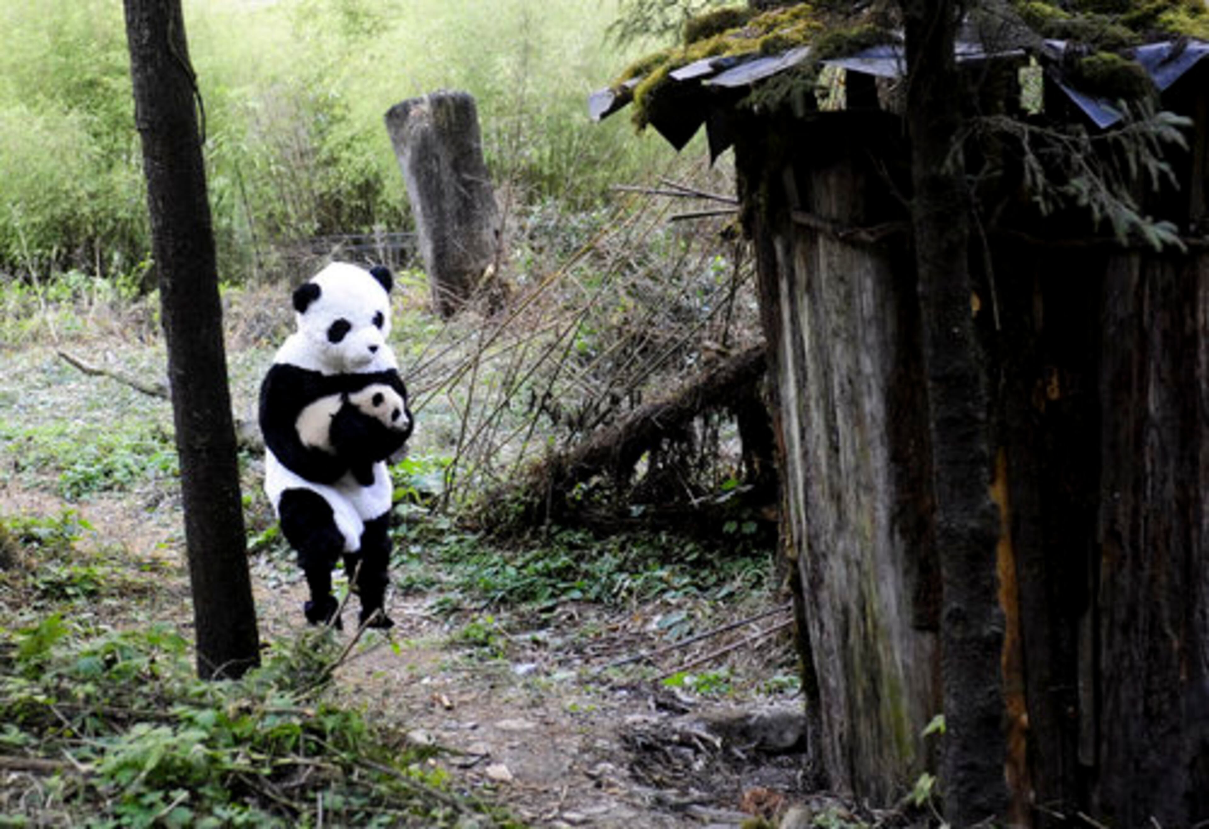 A four-month-old panda cub is picked up to be released into the wild by a panda researcher who dressed up as a giant panda to prevent the panda cub seeing his human shape at the Wolong Giant Panda Reserve Center in Wolong, in southwest China's Sichuan province. Panda researchers in southwestern China's Sichuan province are working to reintroduce giant pandas into the wild within 15 years, after successfully breeding them in captivity.