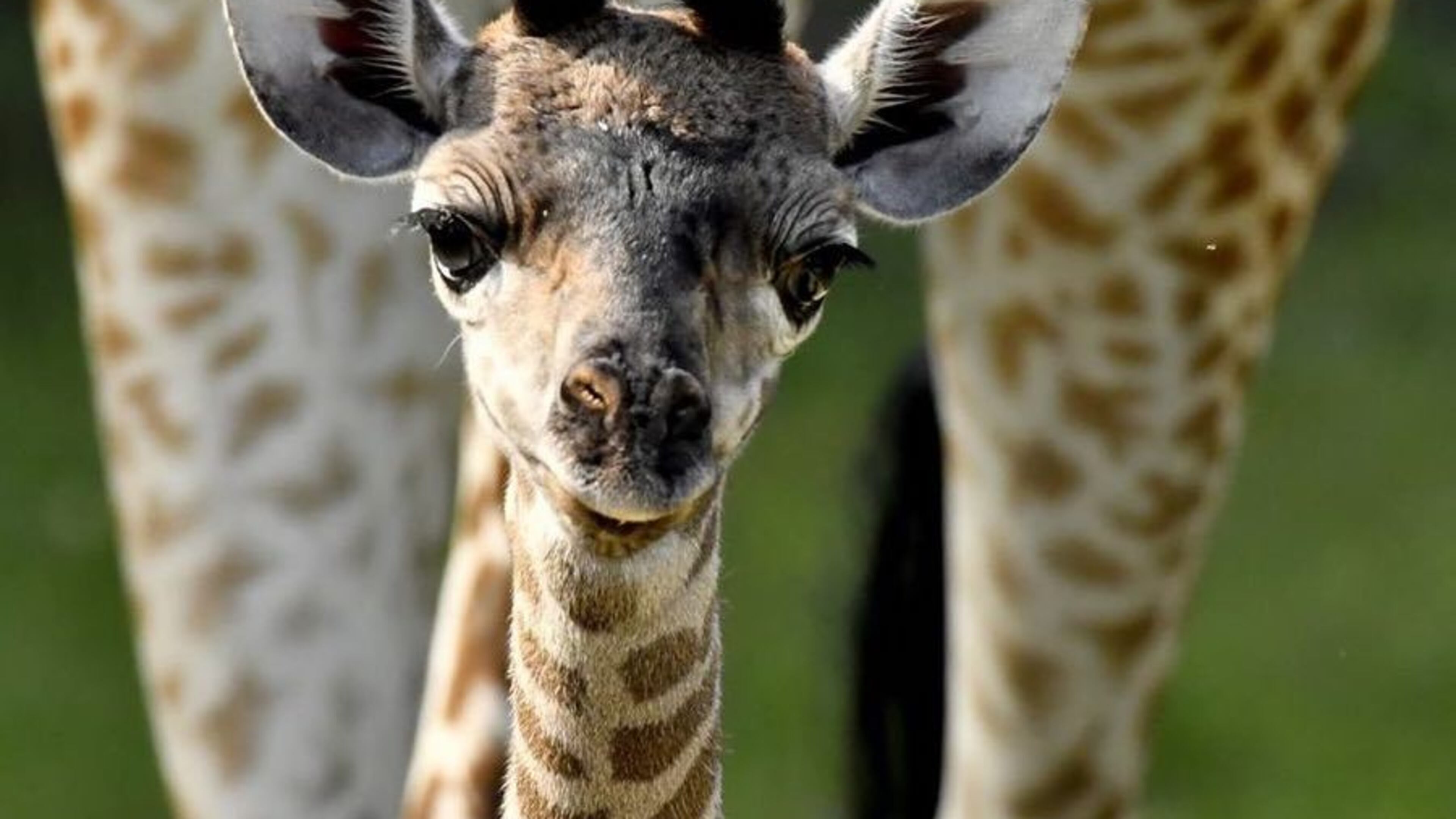 Photo provided by the Cincinnati Zoo & Botanical Gardens.