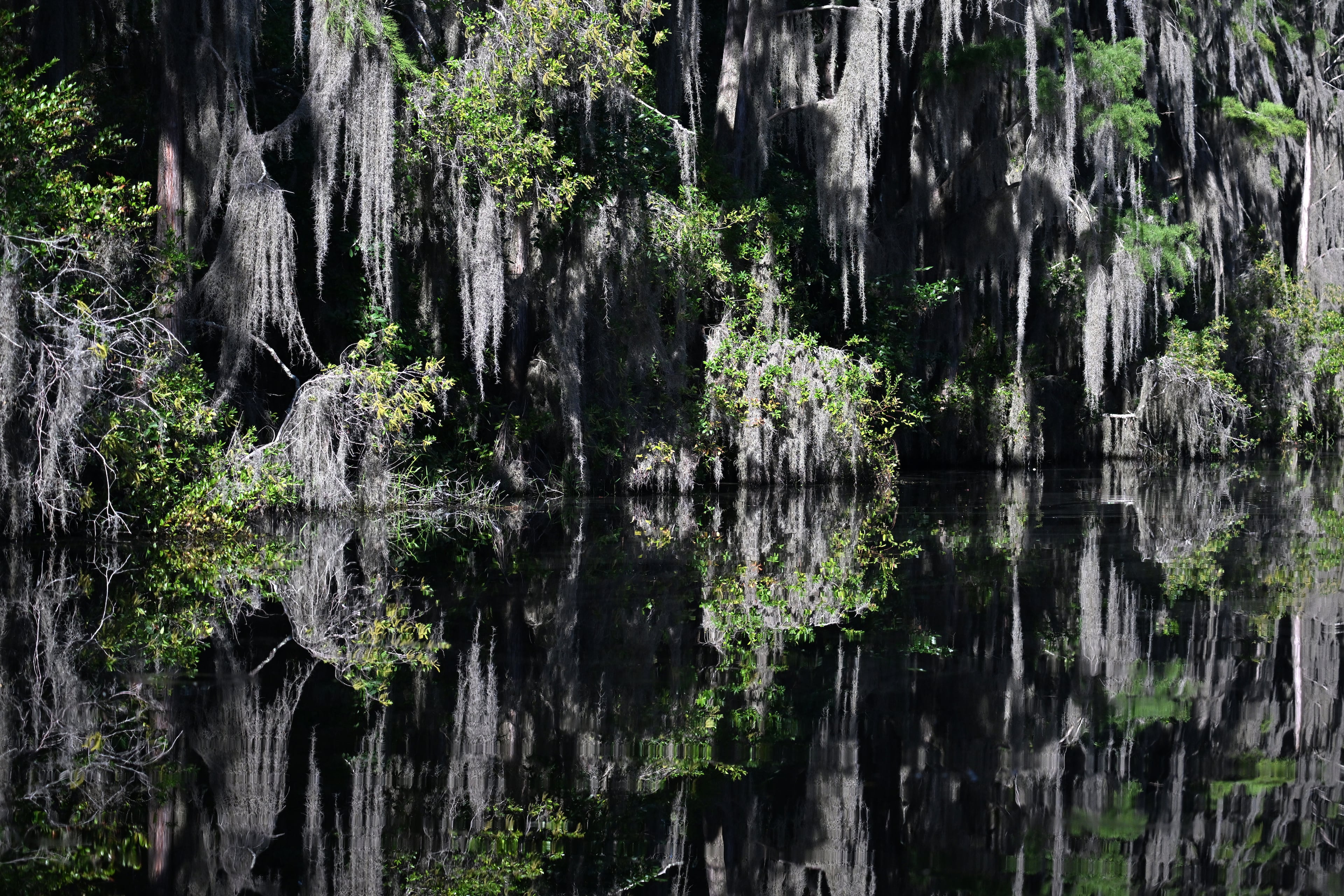 Blackwater of the Okefenokee Swamp, caused by tannins leached from decaying vegetation, reflects cypress trees at the Okefenokee National Wildlife Refuge, Tuesday, August 12, 2025, in Folkston. (Hyosub Shin/AJC)