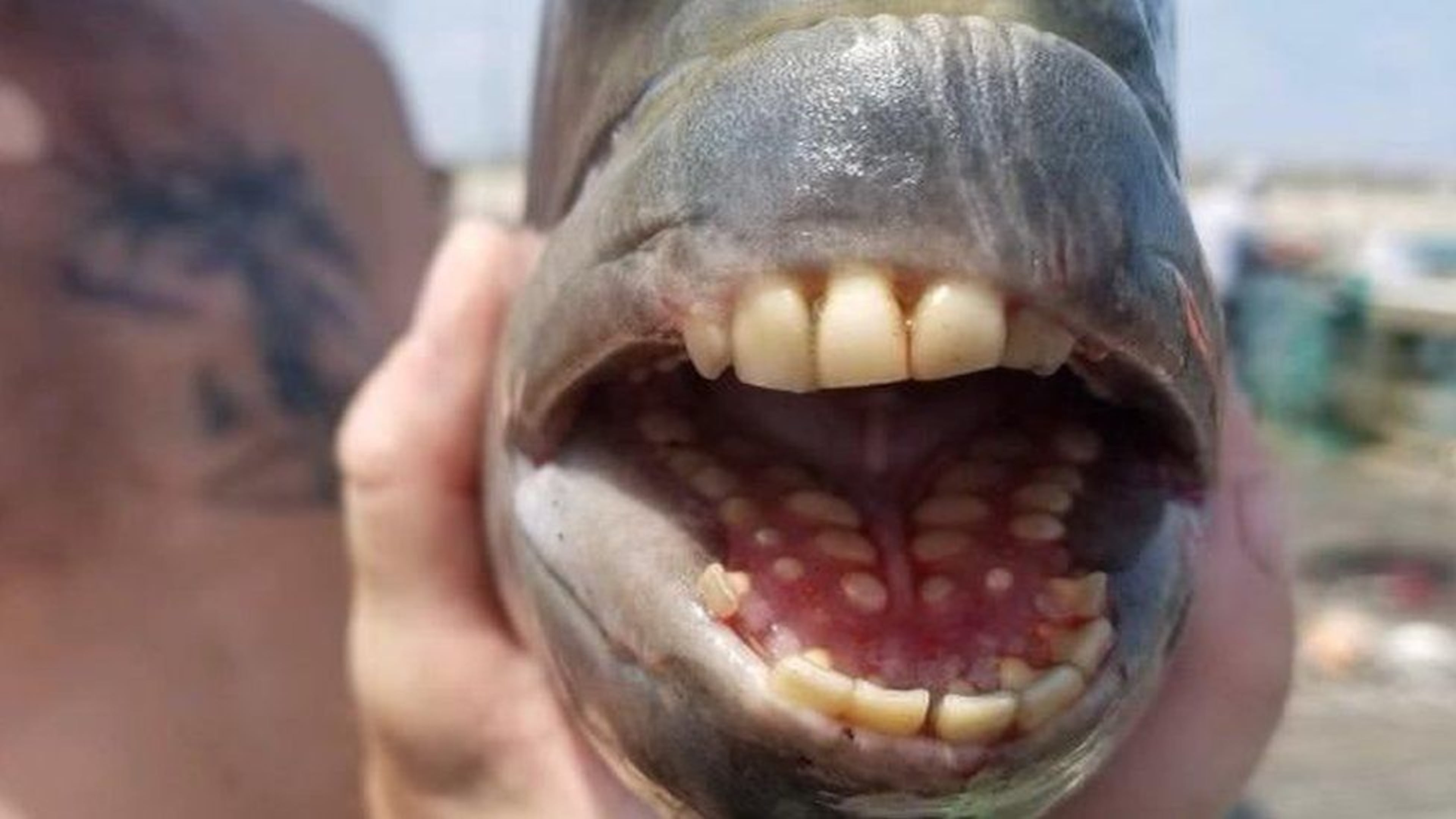 A fish with human-like teeth and a smile that only a mother could love is causing a buzz on social media after being snagged in the Outer Banks of North Carolina earlier this week. Fishermen in Nags Head assure the public that the sheepshead fish is not a freak of nature despite its unusual grin.