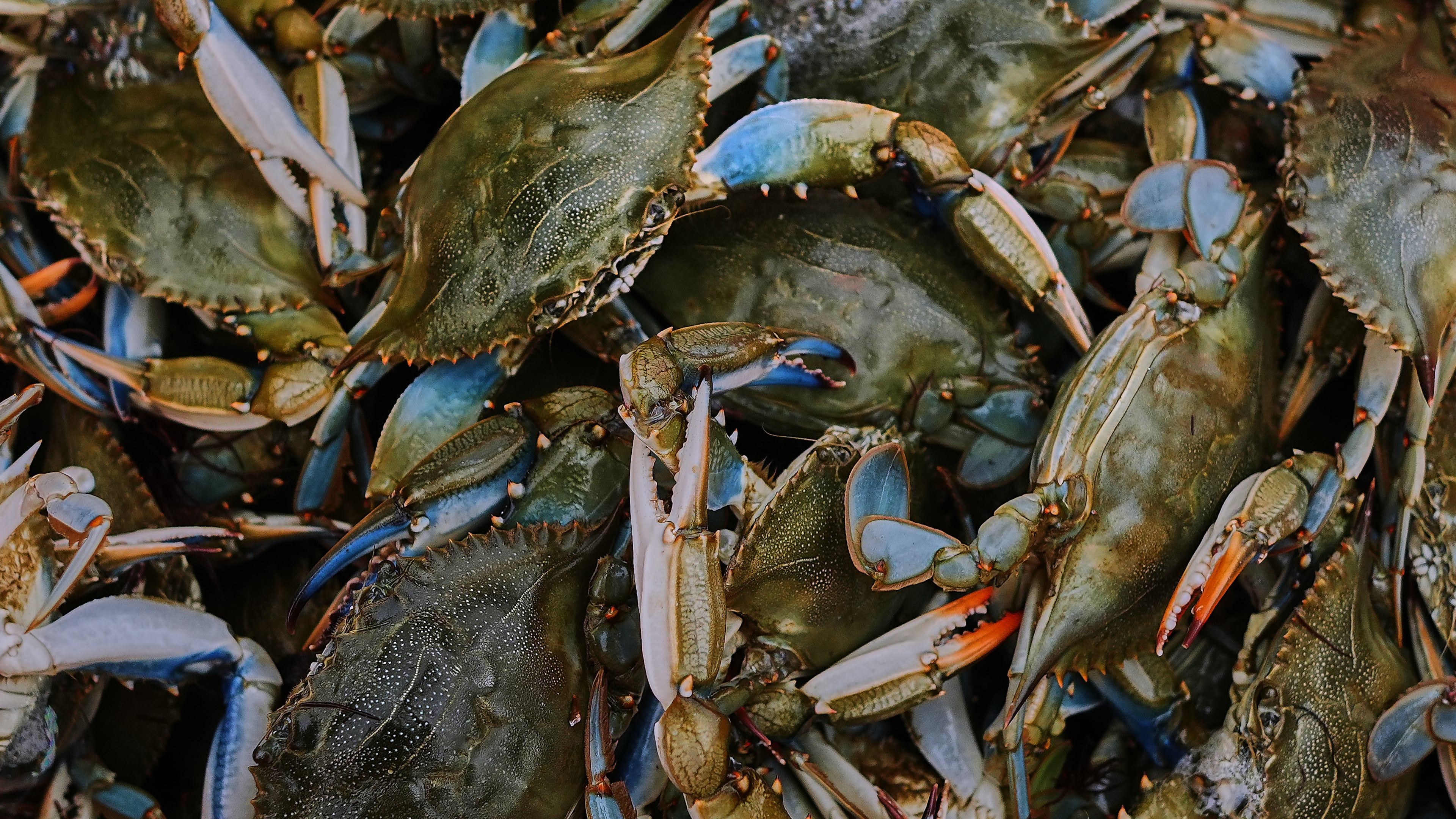 Blue crabs are seen inside a crate in a processing plant in Scardovari, in Italy's Po River Delta, Aug. 21, 2026. (AP Photo/Nicolo Lupone)