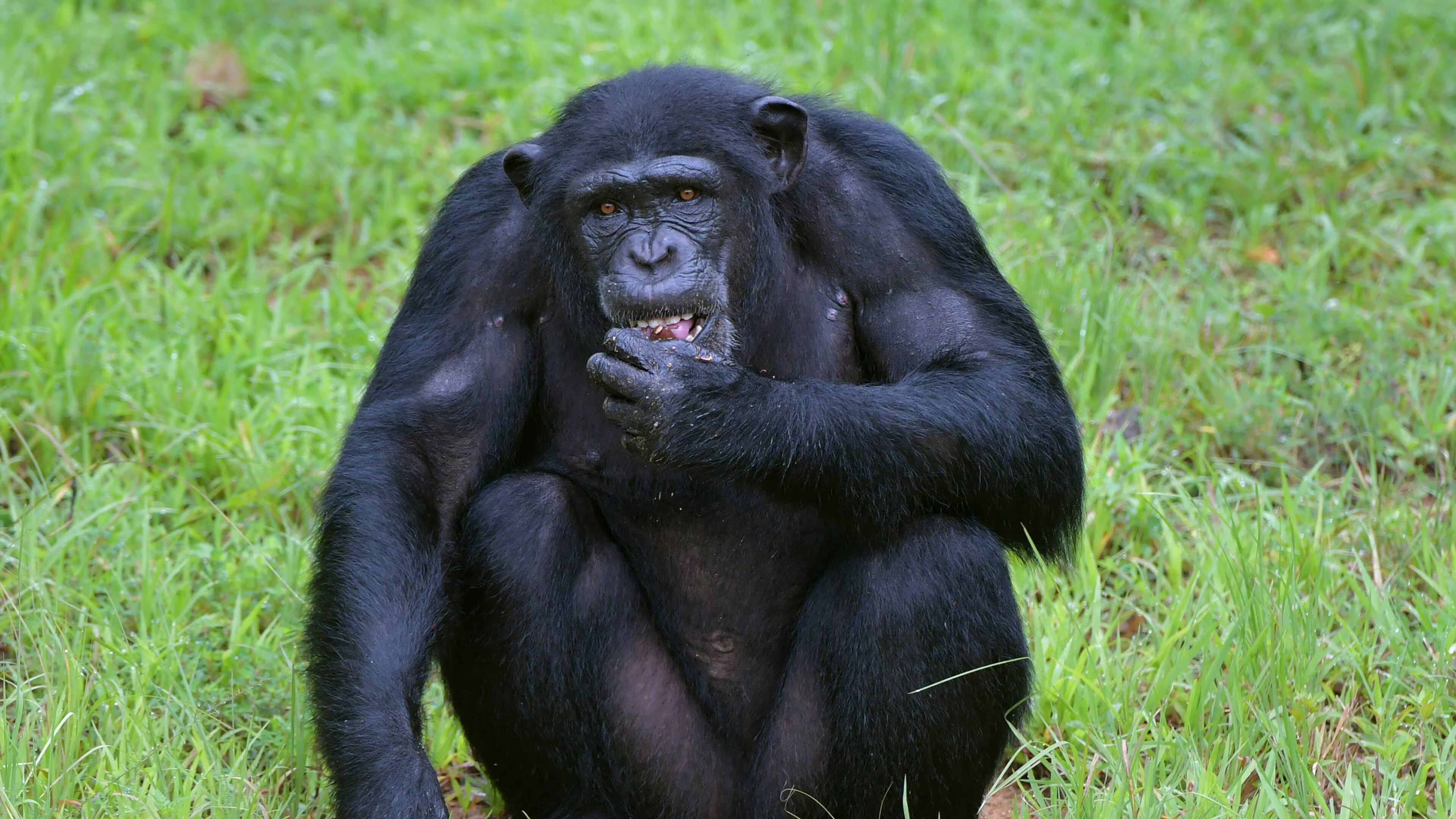August 9, 2018 Morganton - A female chimp Almasi eats supplement snacks at Project Chimps in Morganton on Thursday, August 9, 2018. Project Chimps provides lifetime care to former research chimpanzees in a sanctuary on 236-acres of forested land in the Blue Ridge Mountains. HYOSUB SHIN / HSHIN@AJC.COM