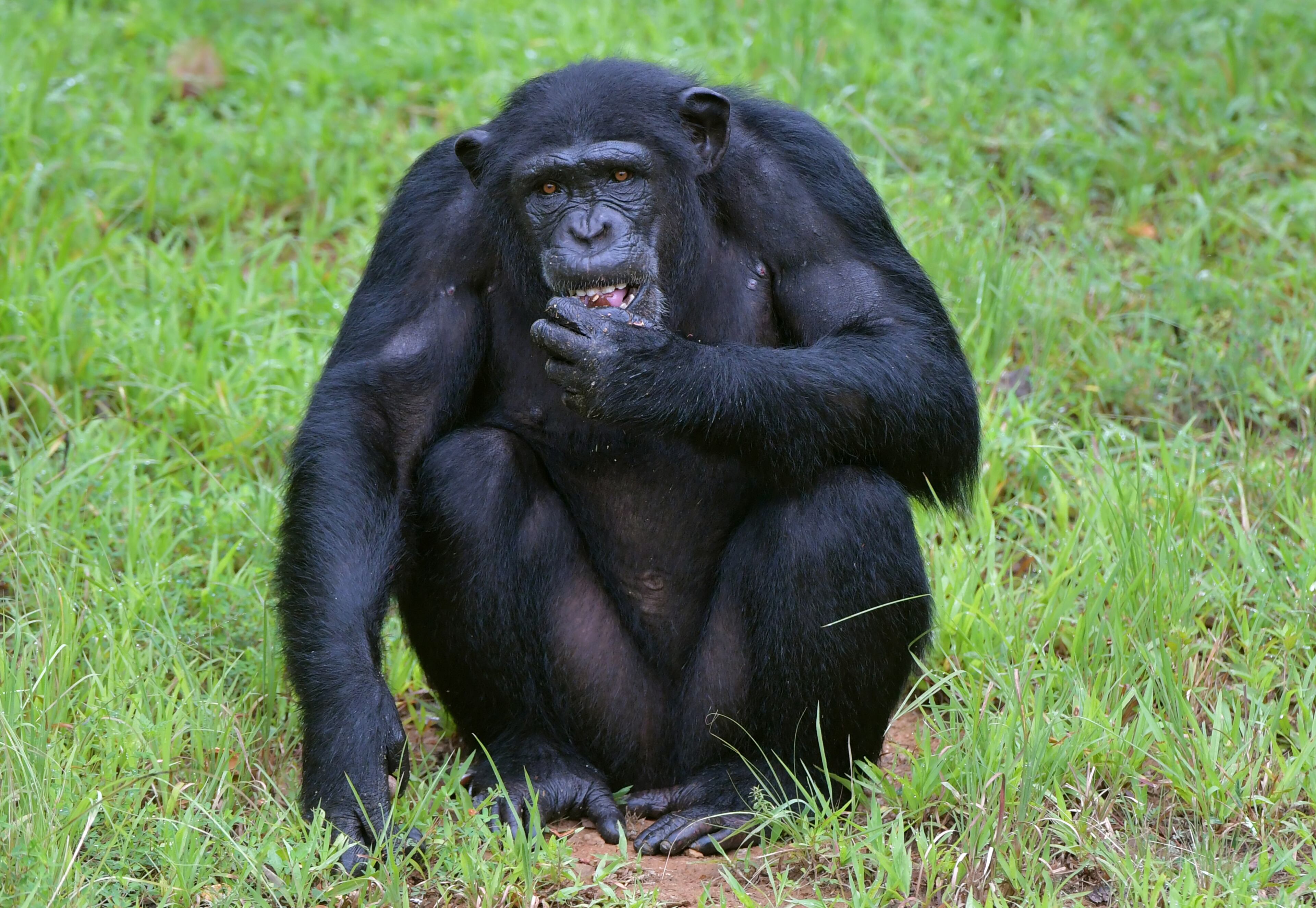 August 9, 2018 Morganton - A female chimp Almasi eats supplement snacks at Project Chimps in Morganton on Thursday, August 9, 2018. Project Chimps provides lifetime care to former research chimpanzees in a sanctuary on 236-acres of forested land in the Blue Ridge Mountains. HYOSUB SHIN / HSHIN@AJC.COM