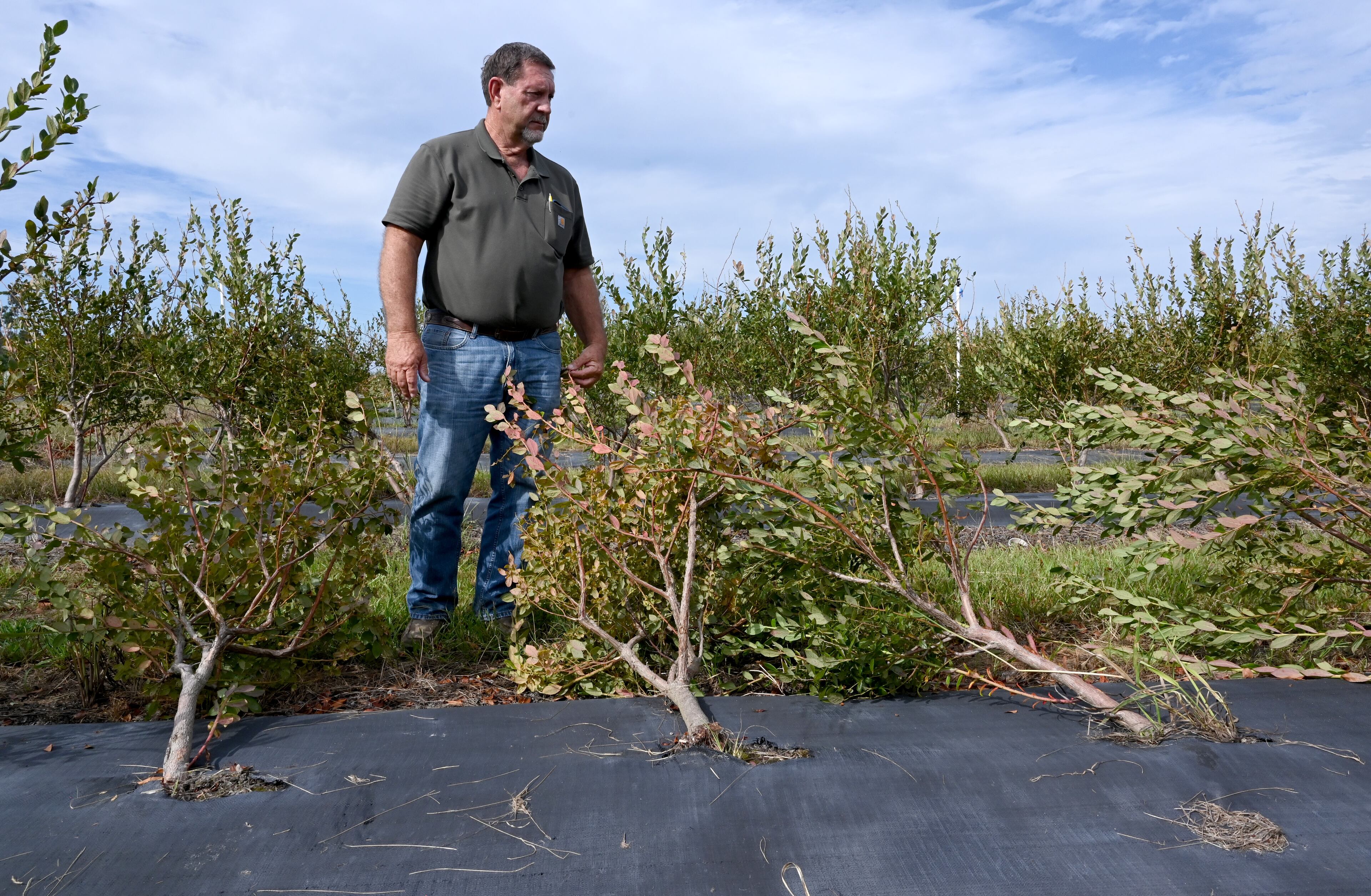 Lamar Vickers looks out over the heavily damaged blueberry field caused by Hurricane Helene at Vickers Farms, Tuesday, October 1, 2024, in Nashville. Vickers farms in partnership with his brother, Lamar, his brother Carlos and son Bradley grow blueberries, watermelons, tobacco, peanuts, cotton and corn. (Hyosub Shin / AJC)
