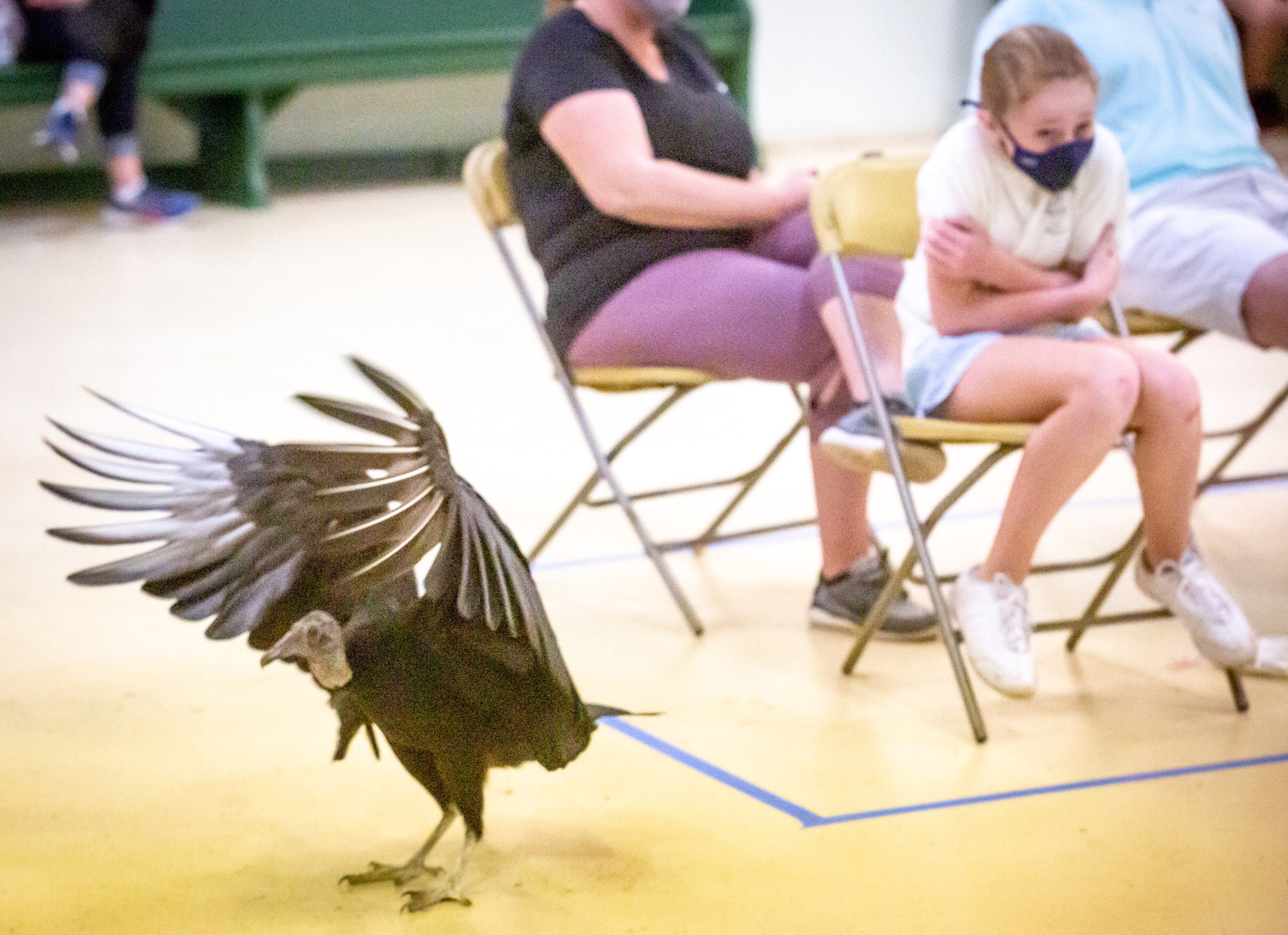 A vulture walks across the floor during a bird education program at the Chattahoochee Nature Center for its Family Fun Day: Flying into the Future on Sunday, March 14, 2021. (Photo: Steve Schaefer for The Atlanta Journal-Constitution)