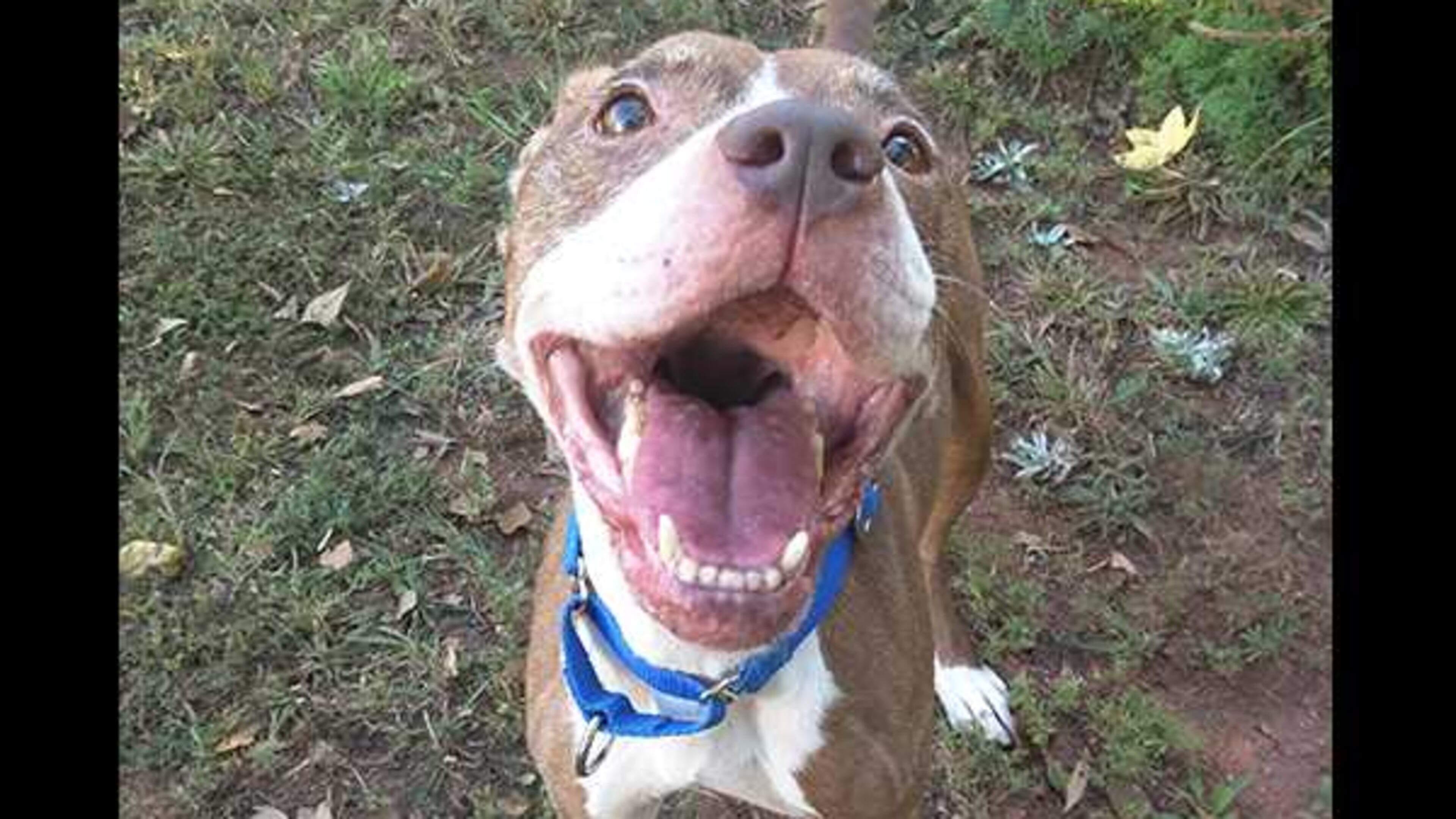 LifeLine Animal Project