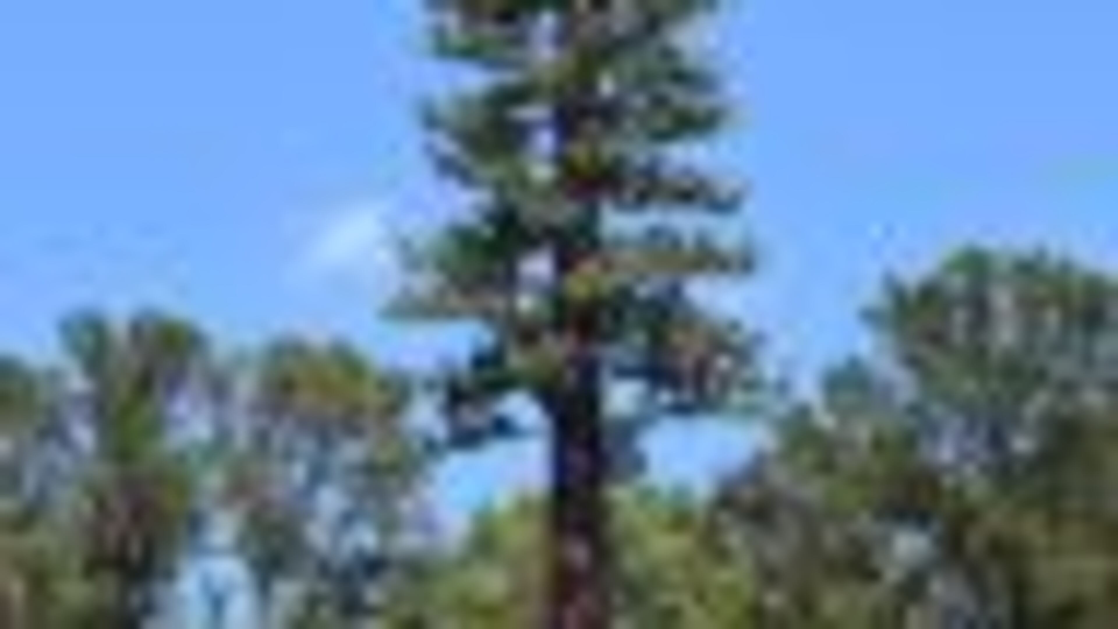 A tree-shaped “monopine” cellphone tower has been approved for installation at Peachtree City’s Riley Field. Photo by Jill Howard Church for the AJC