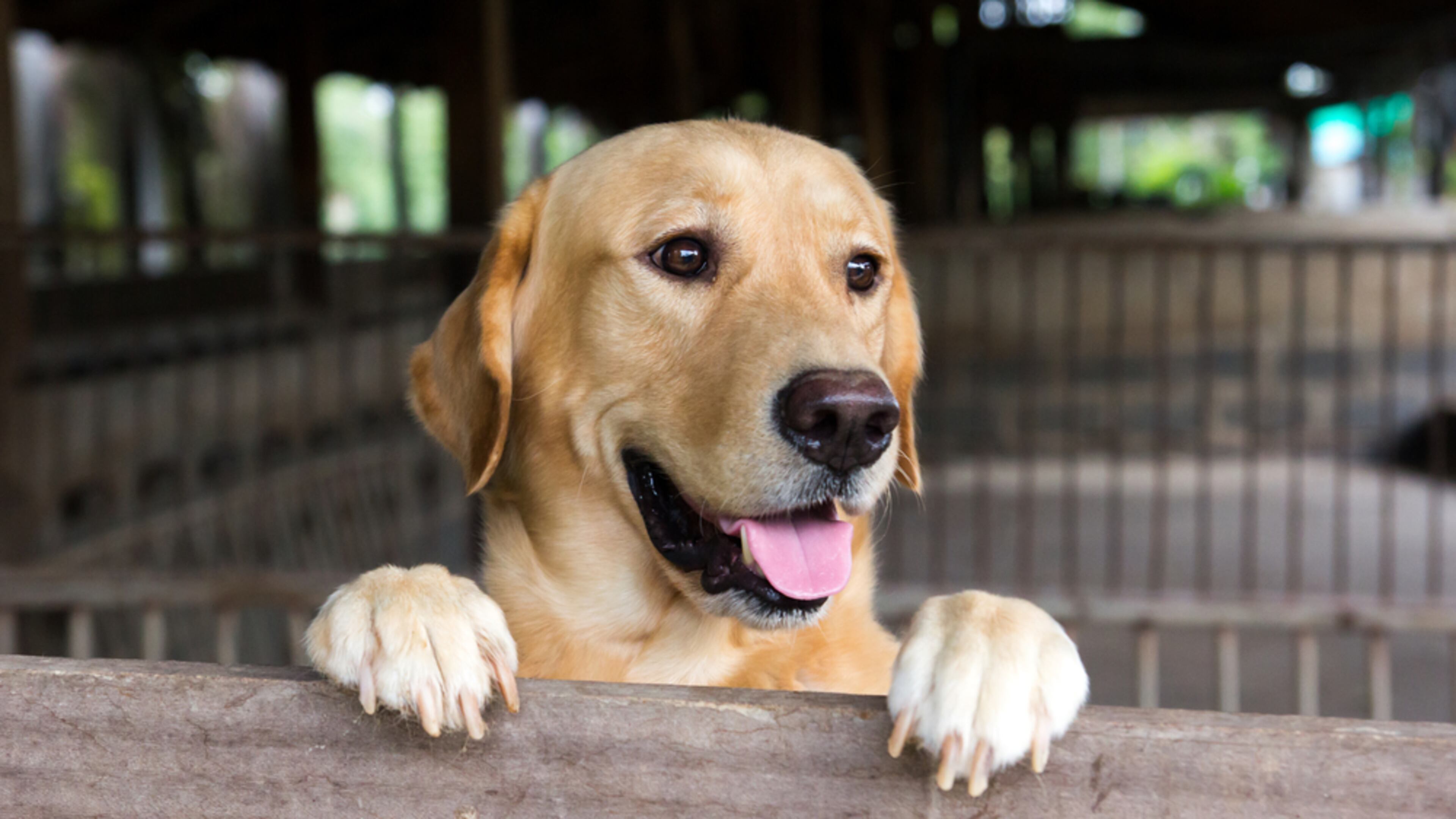 The Labrador Retriever continues its reign as the top dog in Dayton, according to county dog license registration data. CONTRIBUTED