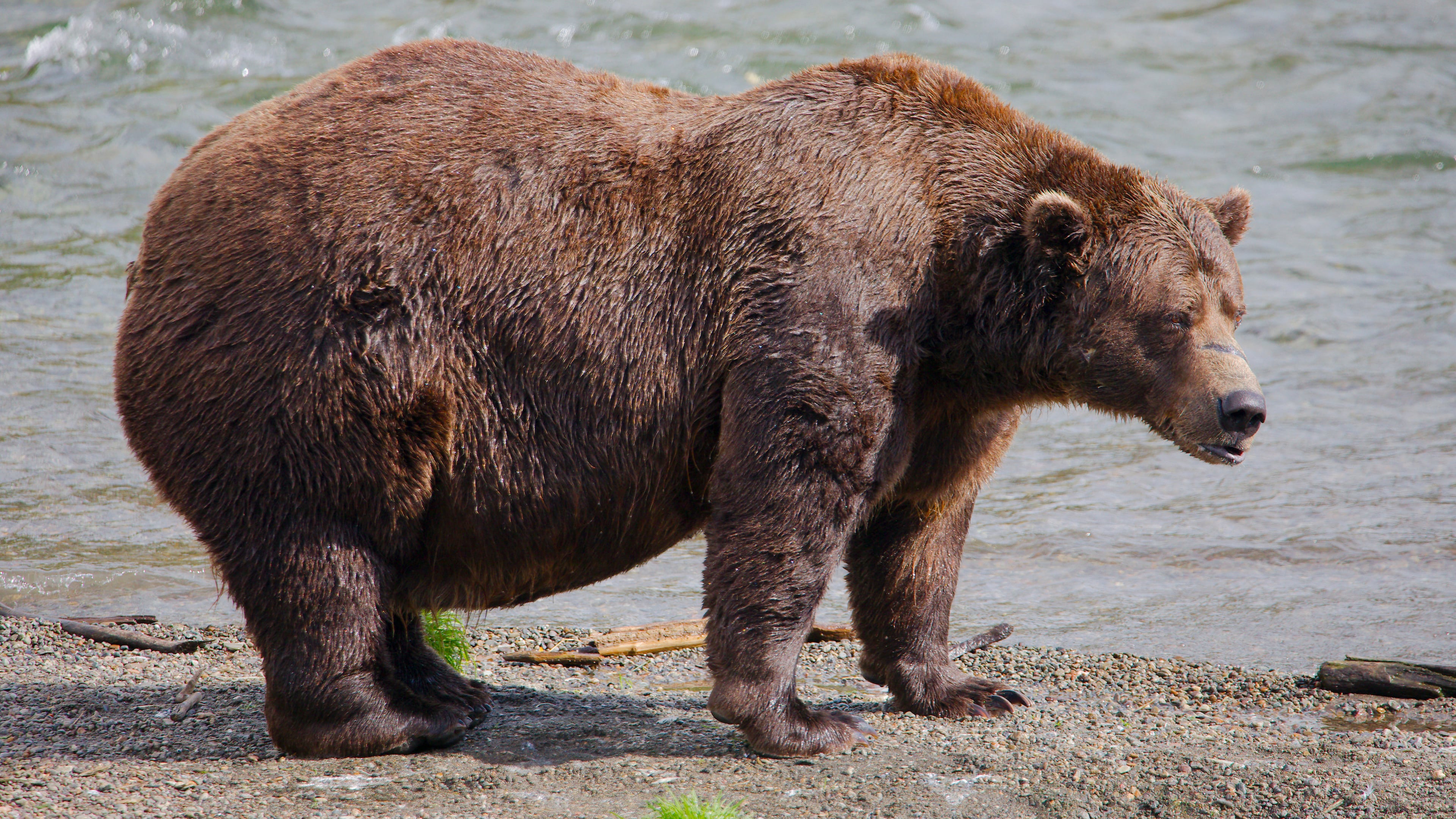 FILE - This image provided by the National Park Service shows bear 32 Chunk at Katmai National Park in Alaska on Sept. 19, 2024. (E. Johnston/National Park Service via AP, File)