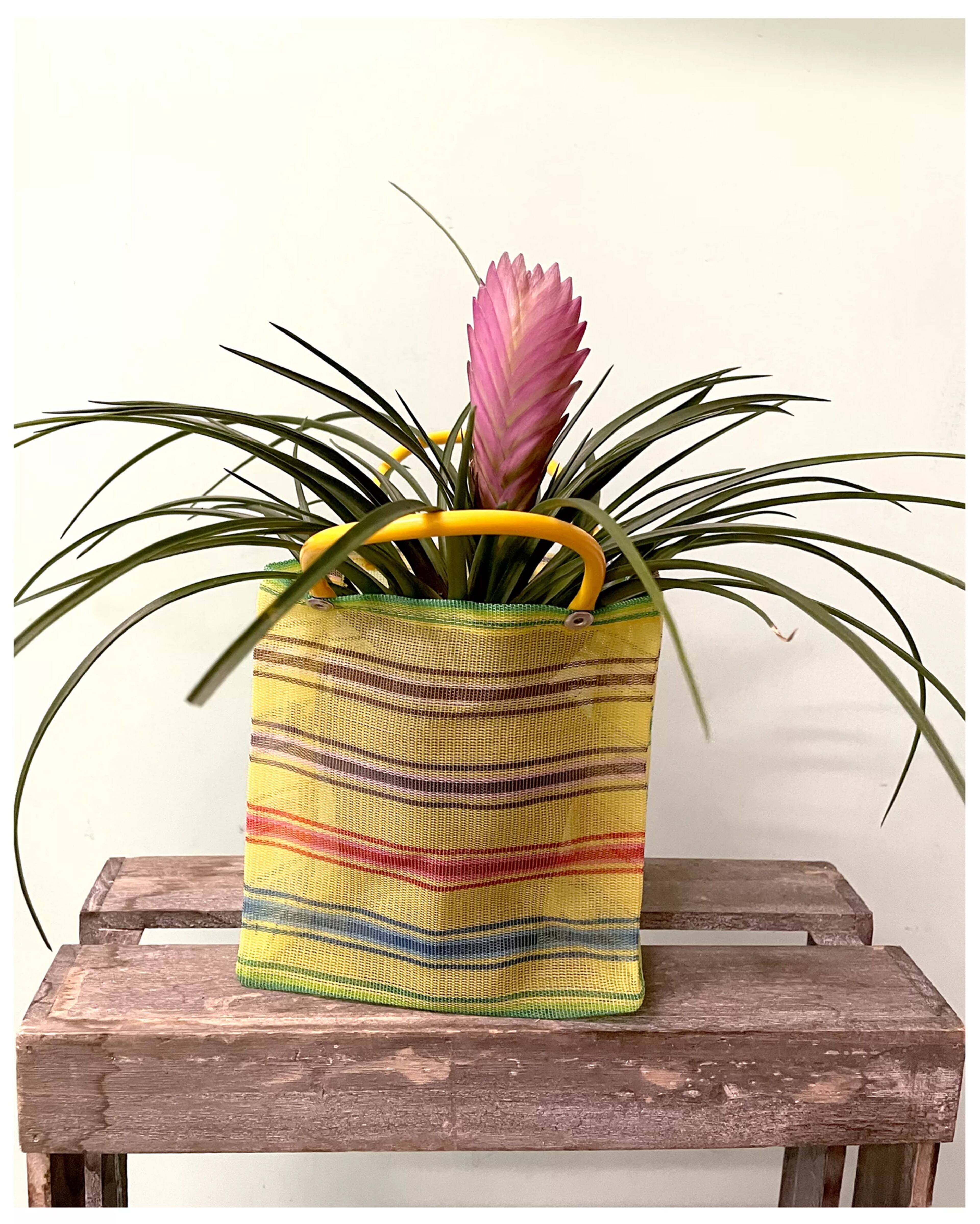 Plant from Latinx With Plants. (Andi Xoch/Latinx With Plants/TNS)