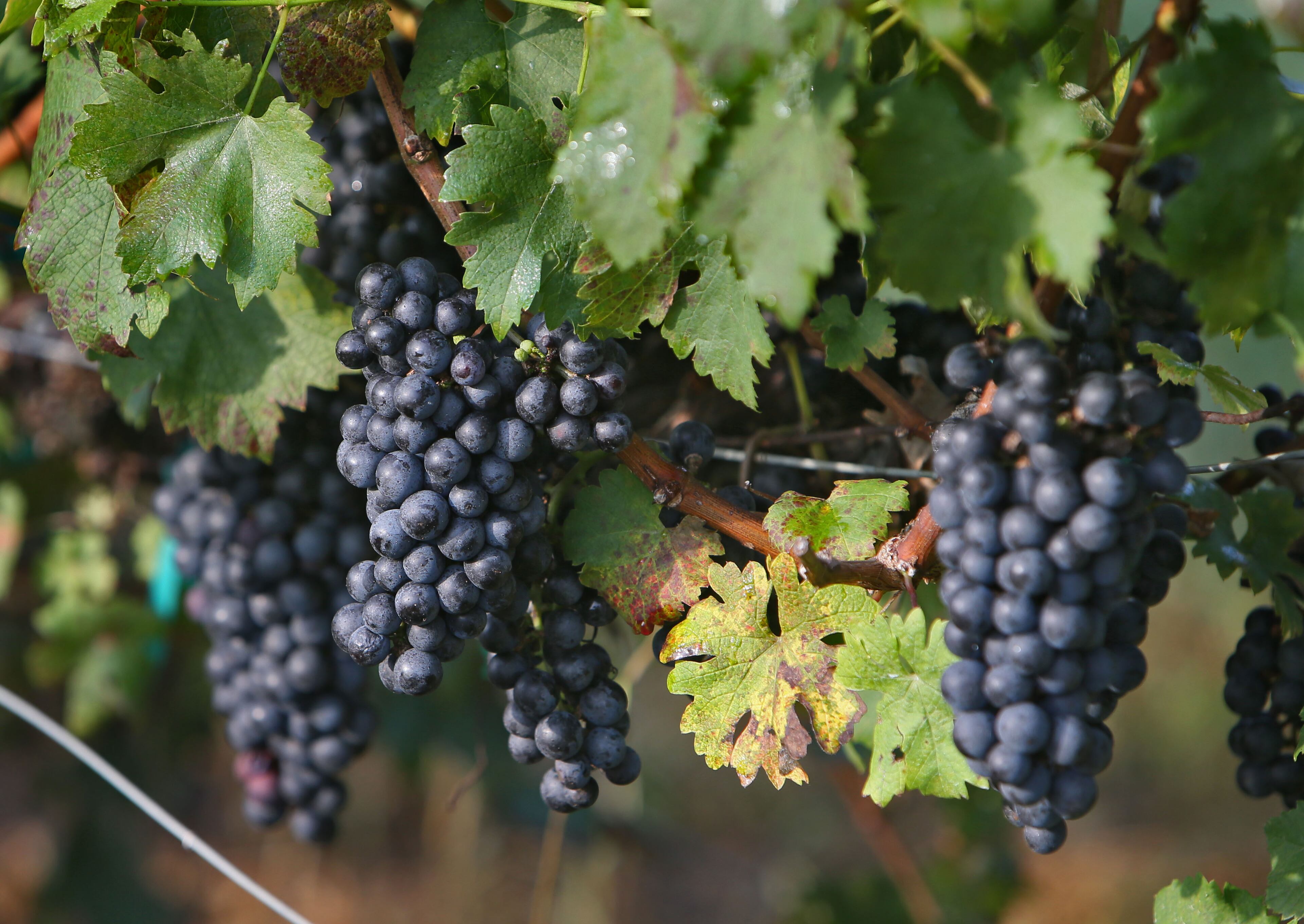 The nonprofit advocacy group, Environmental Working Group, recently released its 10th annual Dirty Dozen list -- a collection of the most pesticide-riddled produce on the market.