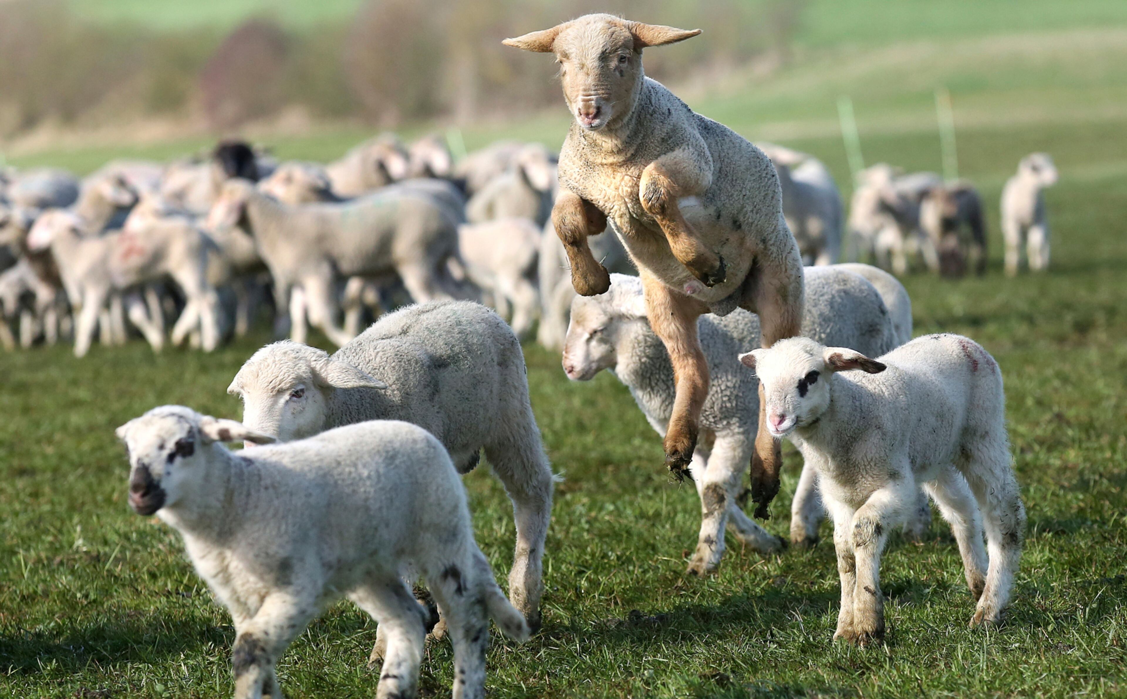 A lamb jumps in the air while others walk on a meadow near Bechingen, Germany, Thursday March 30, 2017. Weather forecasts predict changeable weather for the next days in Germany. (Thomas Warnack/dpa via AP)