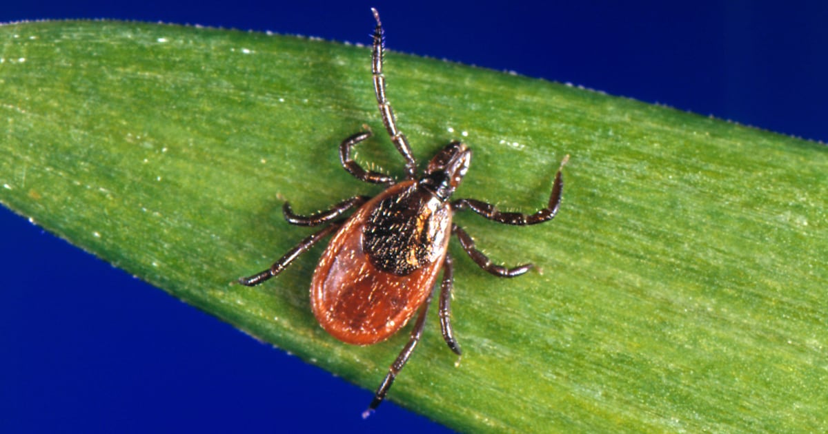Ticks come back to bite in Georgia as drought conditions improve