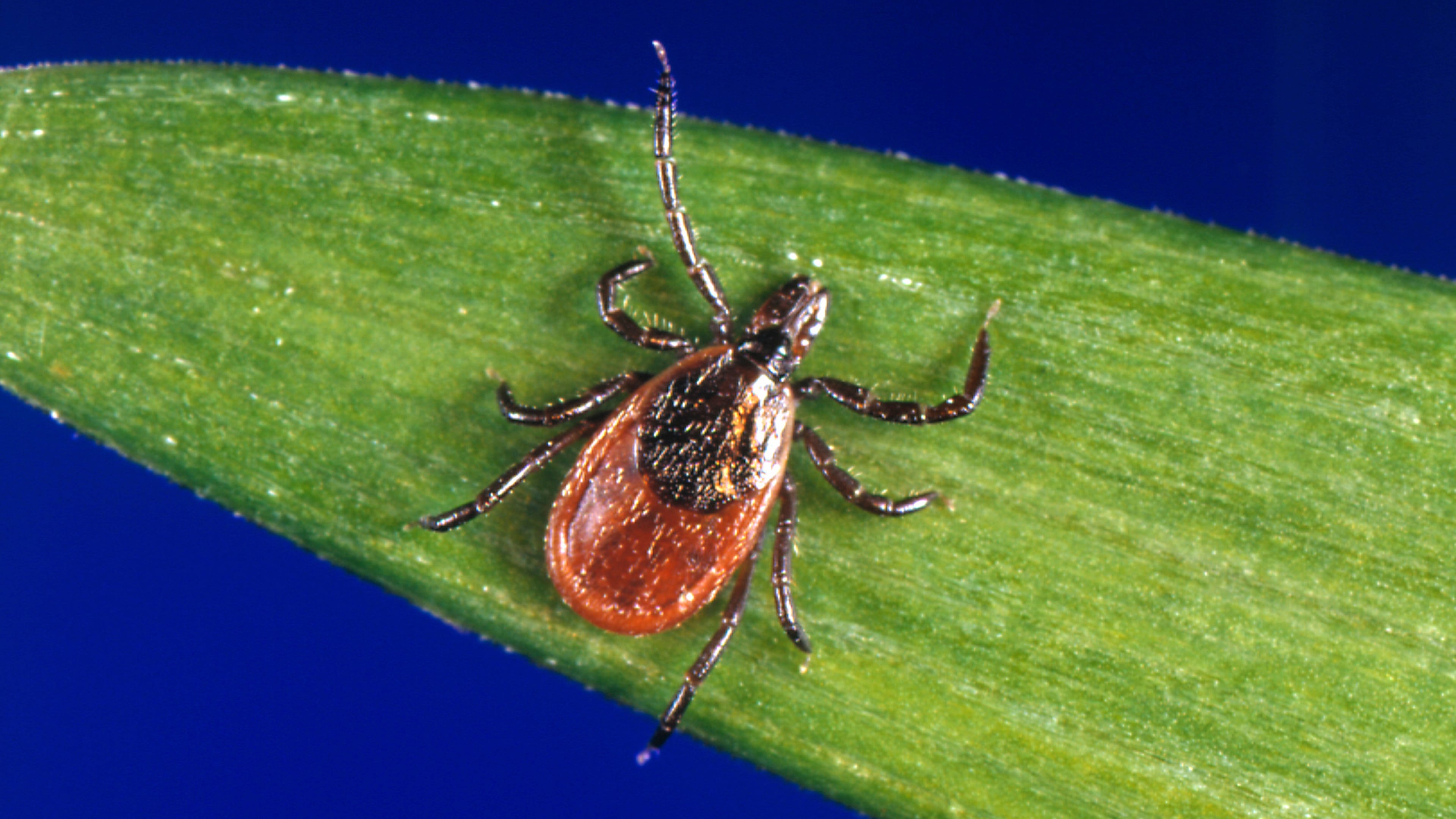 This undated photo provided by the U.S. Centers for Disease Control and Prevention shows a blacklegged tick, also known as a deer tick. (CDC via AP)