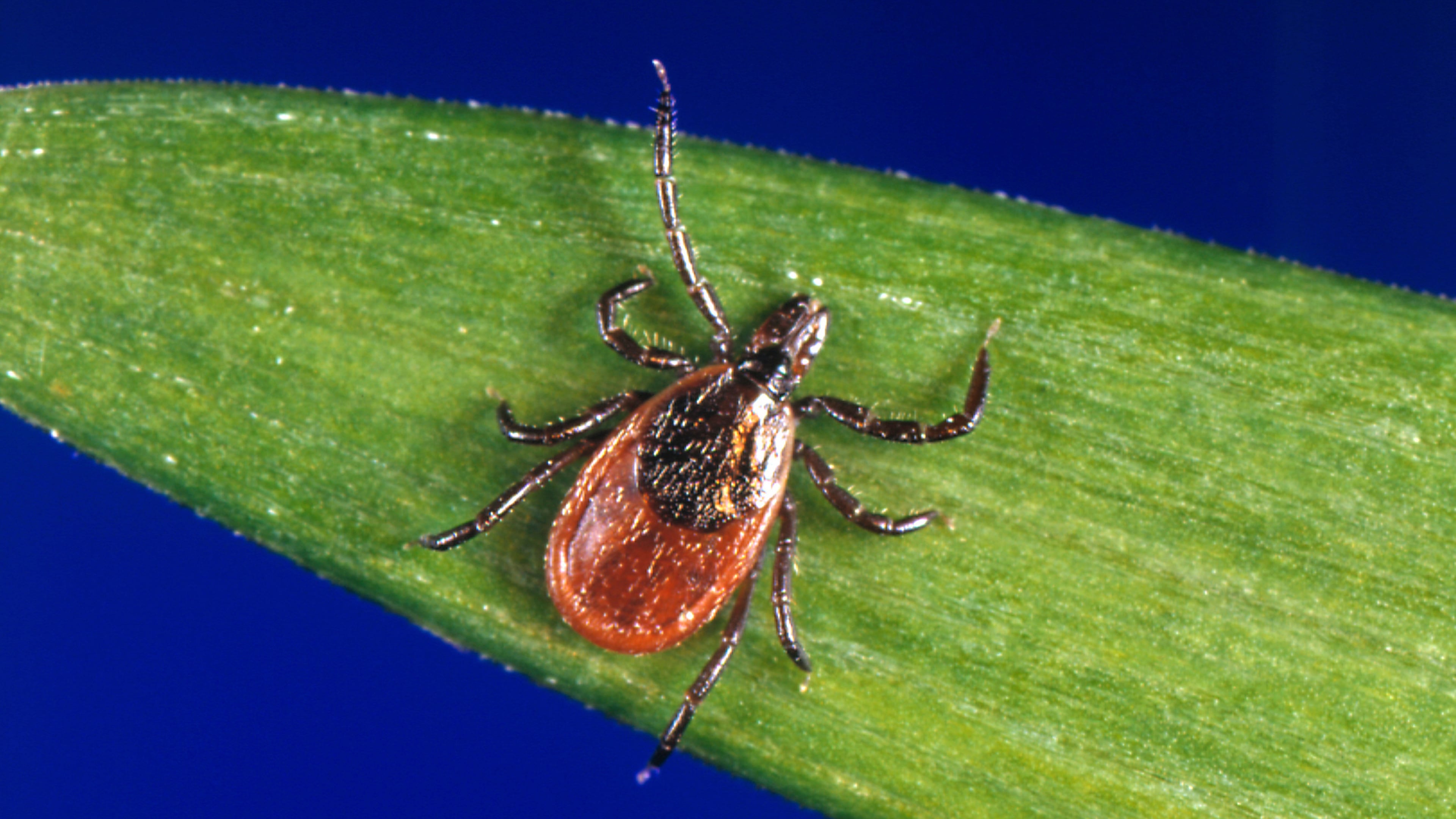 FILE - This undated photo provided by the U.S. Centers for Disease Control and Prevention shows a blacklegged tick, also known as a deer tick. (CDC via AP, File)