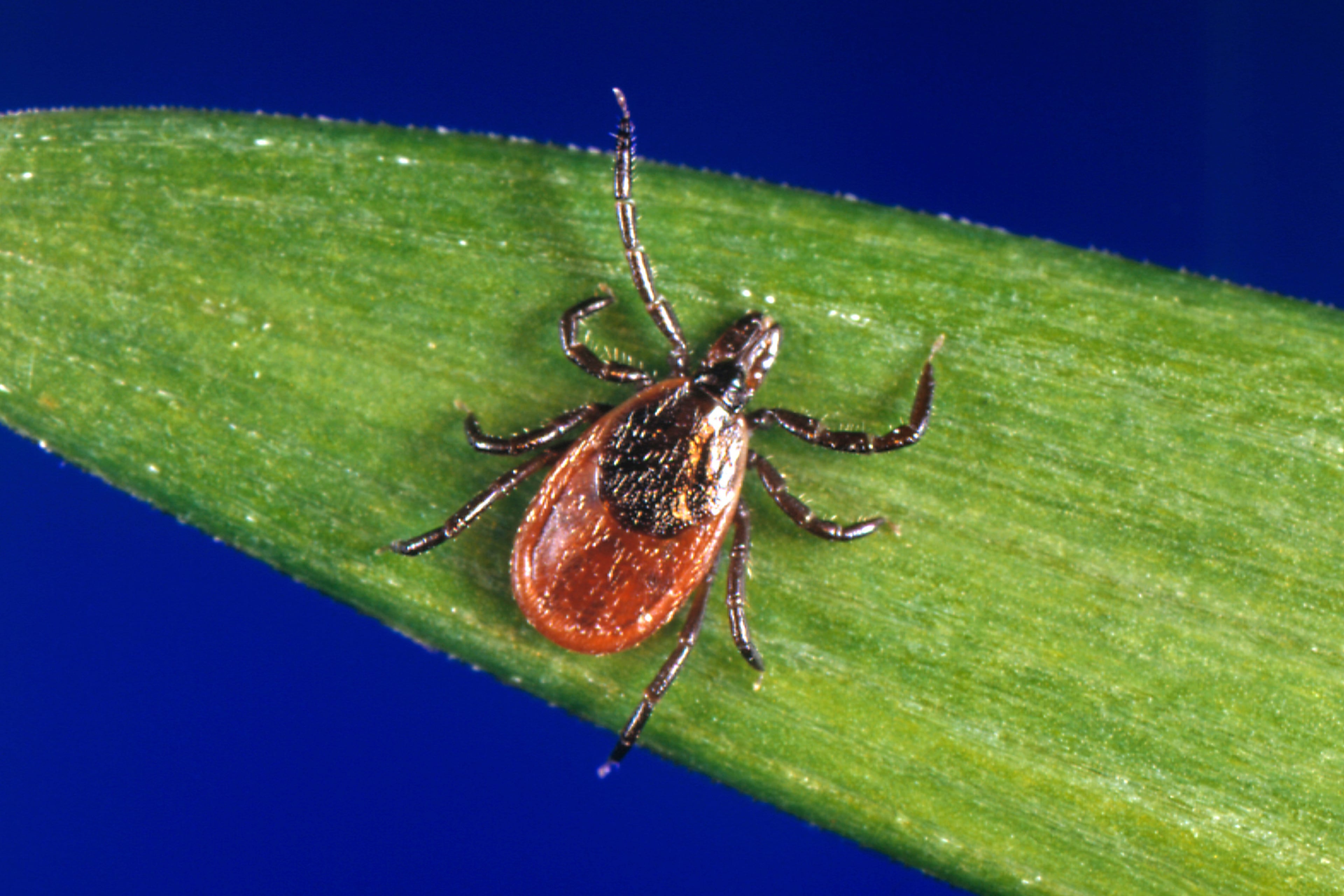 This undated photo provided by the U.S. Centers for Disease Control and Prevention shows a blacklegged tick, also known as a deer tick. (CDC via AP)