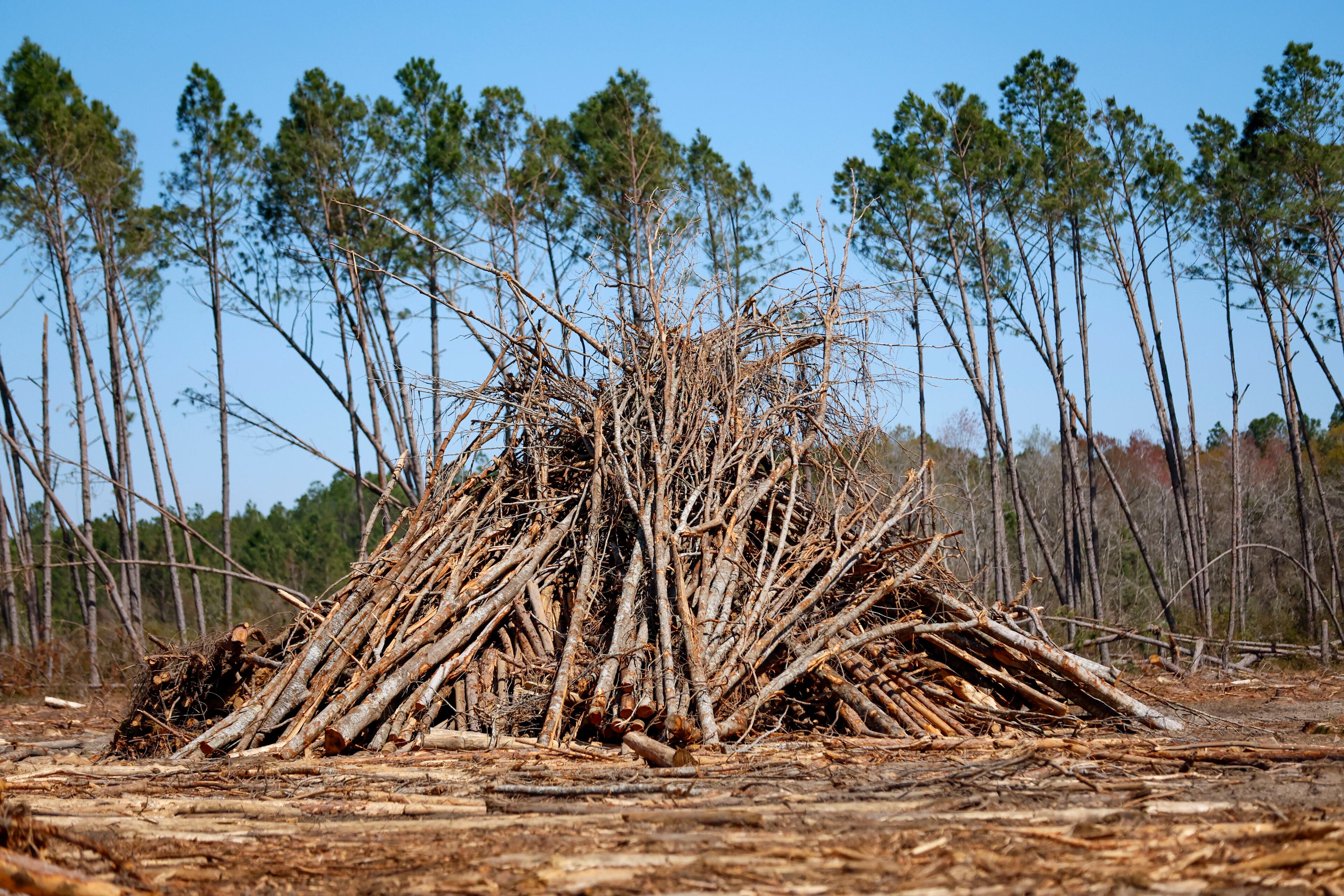 A pile of trees damaged by Hurricane Helene is stacked on a tract of timberland in Jeff Davis County, Georgia on Tuesday, March 18, 2025.
(Miguel Martinez/ AJC)