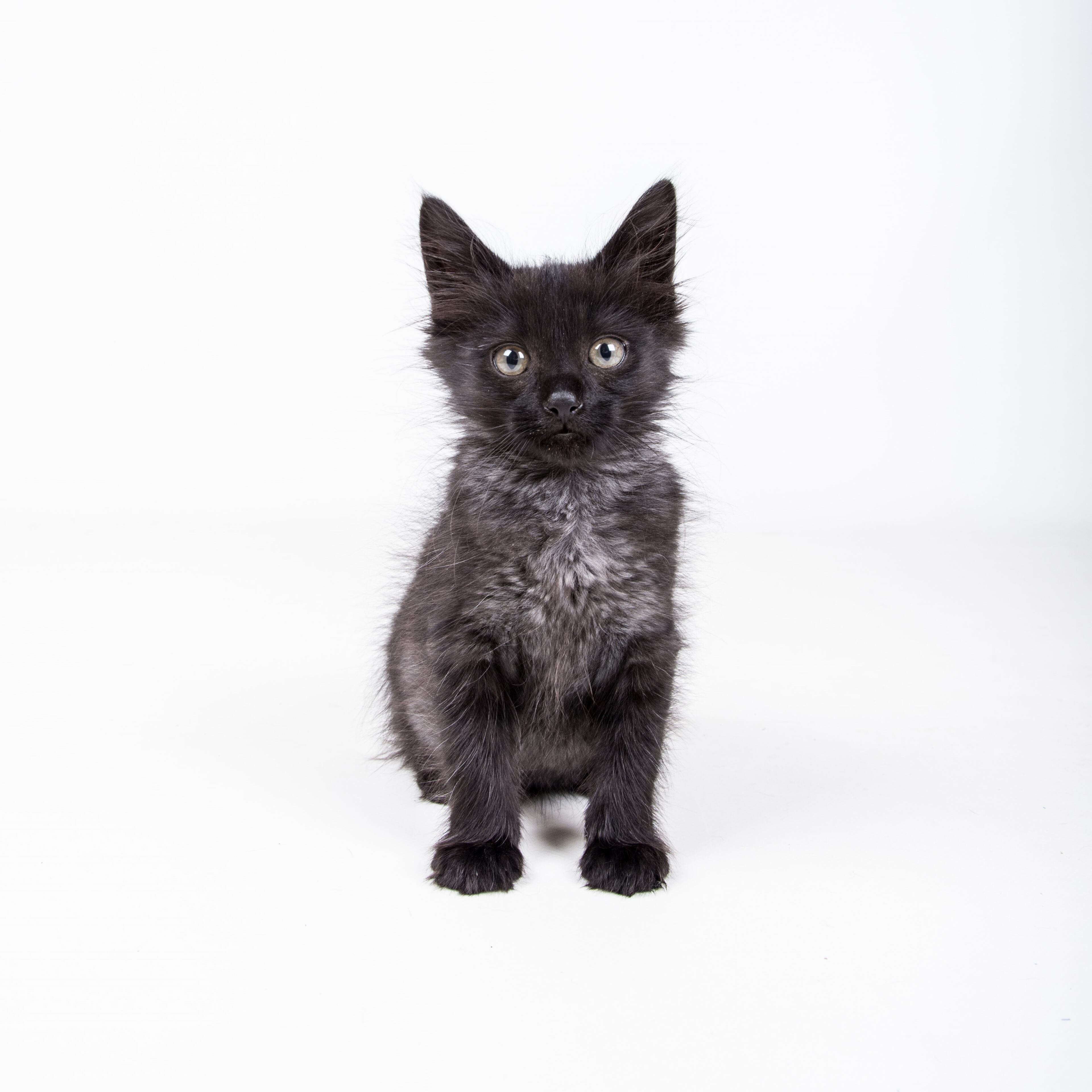 LifeLine's DeKalb and Fulton County animal shelters are hosting a four-day Adopt-a-Thon. The shelters are adopting out animals at no charge from now until Monday, July 25.