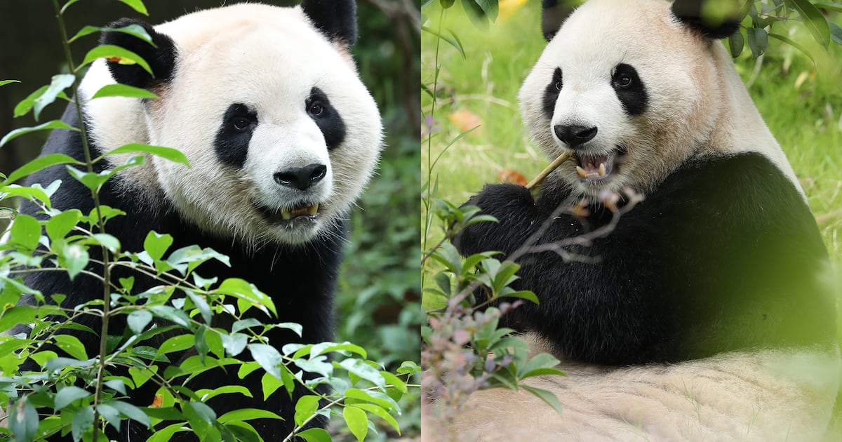 Die Riesenpandas des Zoo Atlanta werden im November zu sehen sein.