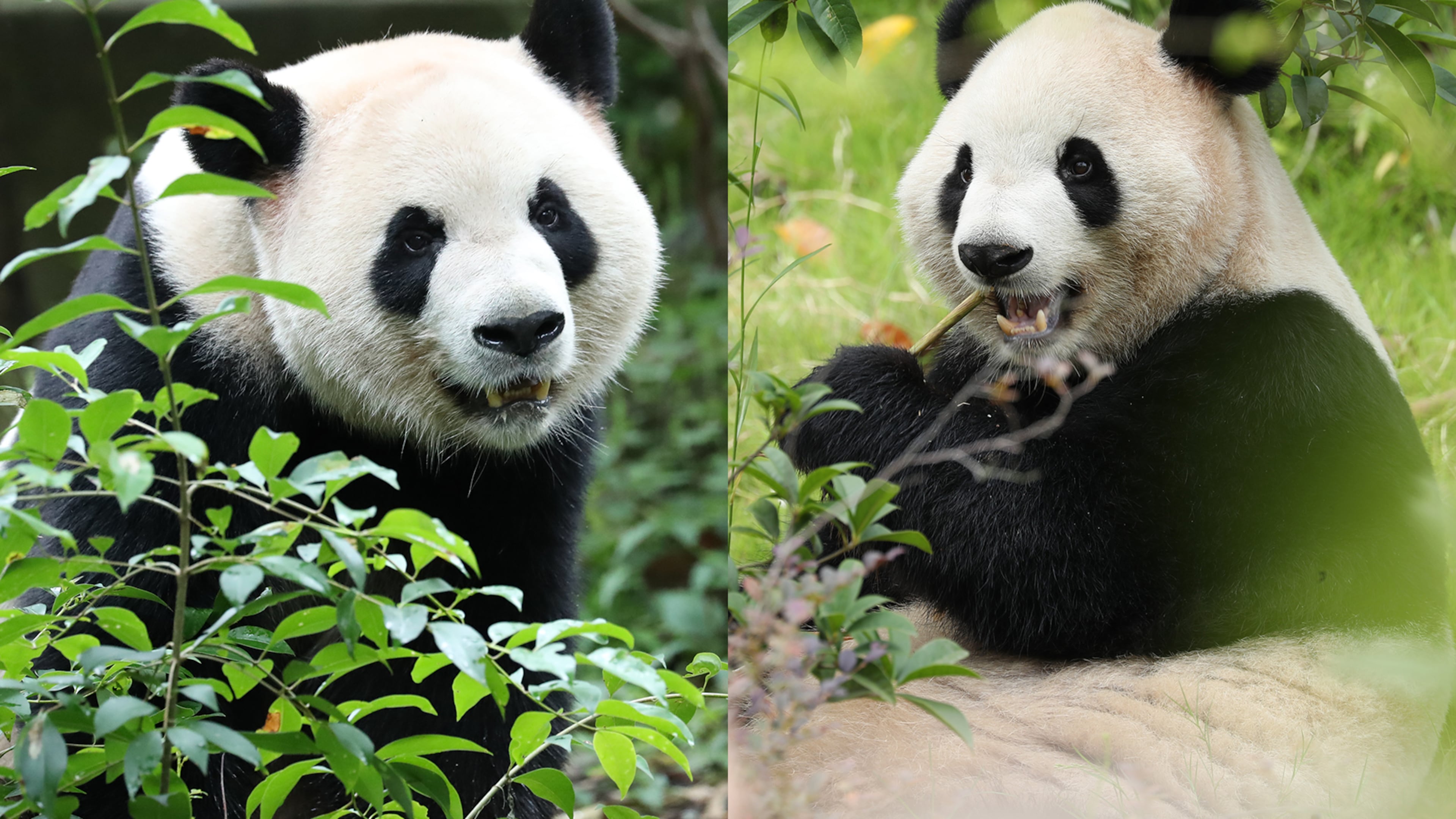 China is giving Zoo Atlanta two new giant pandas: Ping Ping and Fu Shuang. They are expected to arrive stateside later this year. (Courtesy of Chengdu Research Base of Giant Panda Breeding)