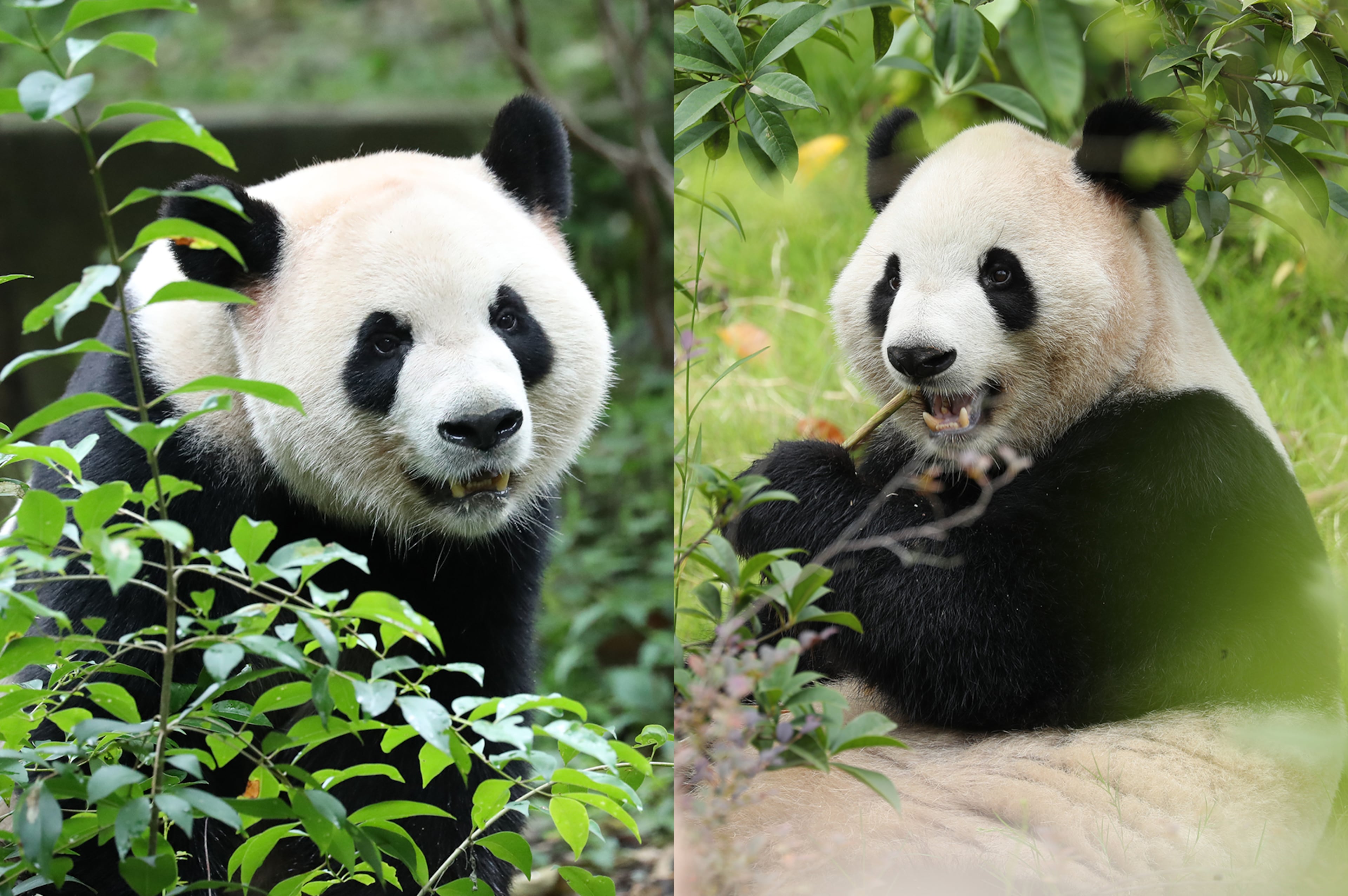 New giant pandas