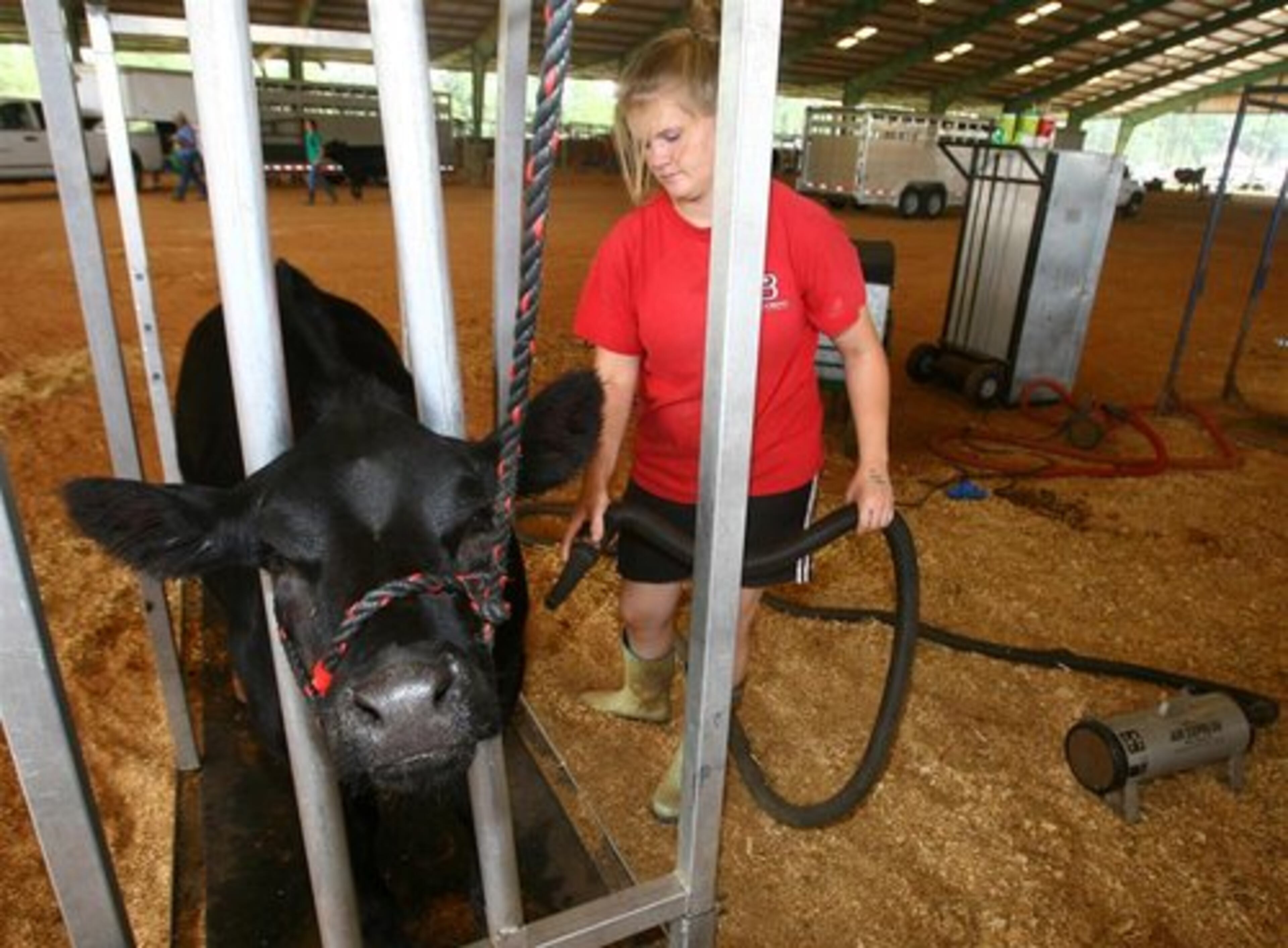 Taylor Schieszer, 16, of Nicholson, who is a student at East Jackson High School in Commerce, blows the sawdust off her Limousin heifer named "Lucy" at the Southeast Empire Livestock Show at the Gwinnett County Fair in Lawrenceville.