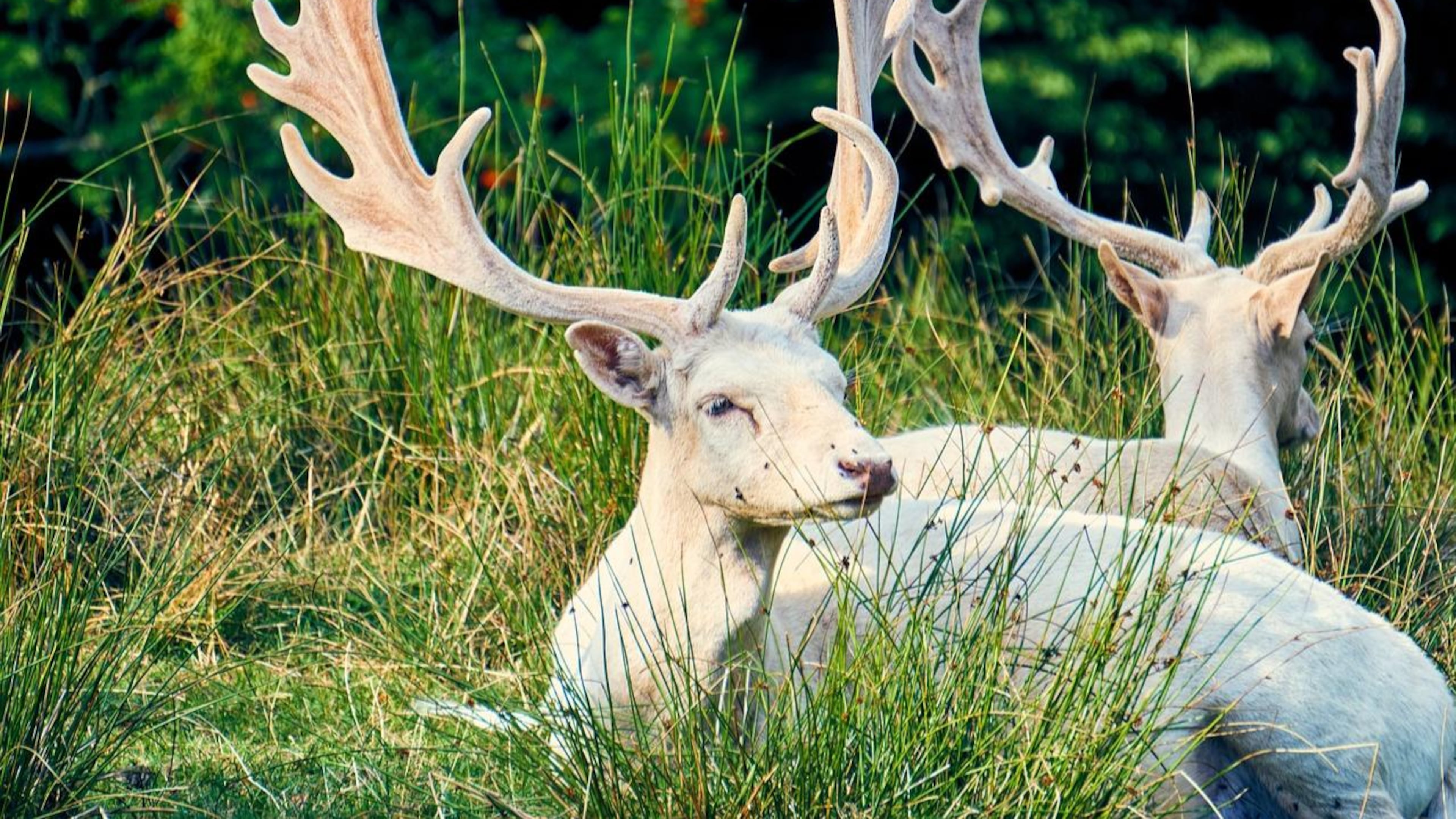 A hunter spotted a rare, albino buck while hunting in Tennessee, similar to the ones pictured here. It's illegal to shoot the animals in a few states, including Tennessee.