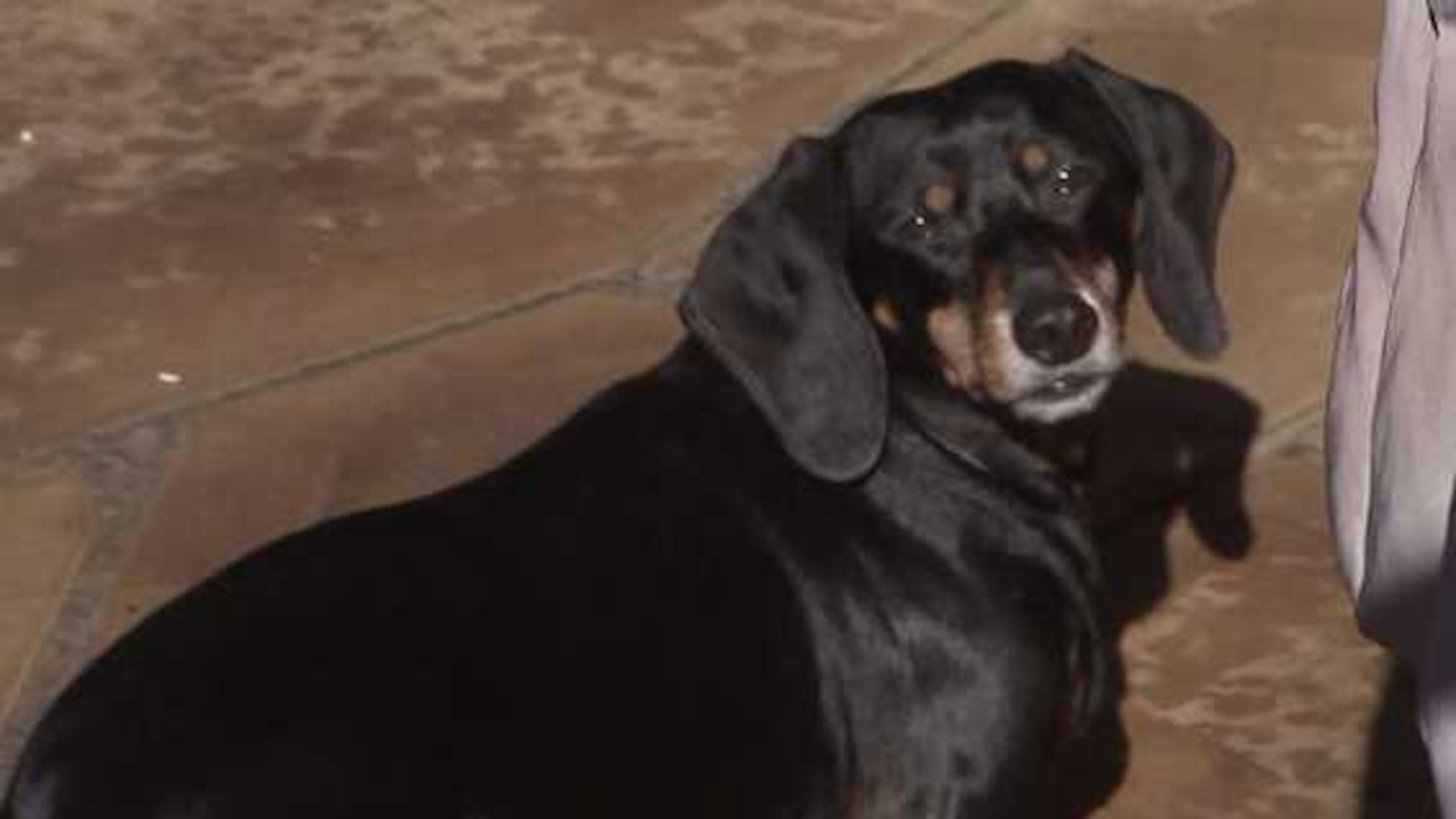 A Cobb County woman said an owl attacked one of her dogs.