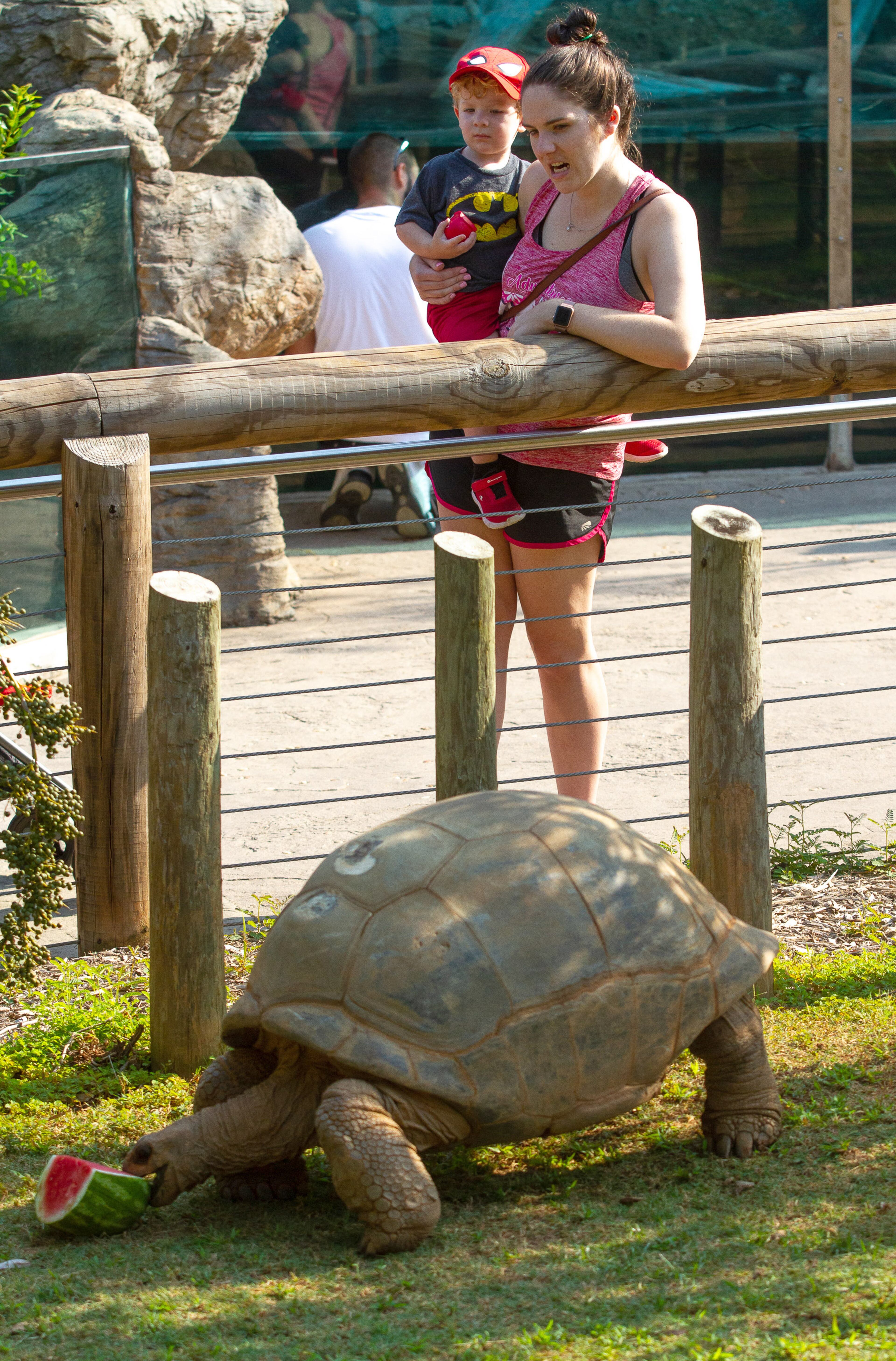 Katie Walters and her son Grey watch an aldabra giant tortoise eat watermelon during Play the Animal Way and Vulture Awareness Day at Zoo Atlanta on Saturday, September 7, 2019. STEVE SCHAEFER / SPECIAL TO THE AJC