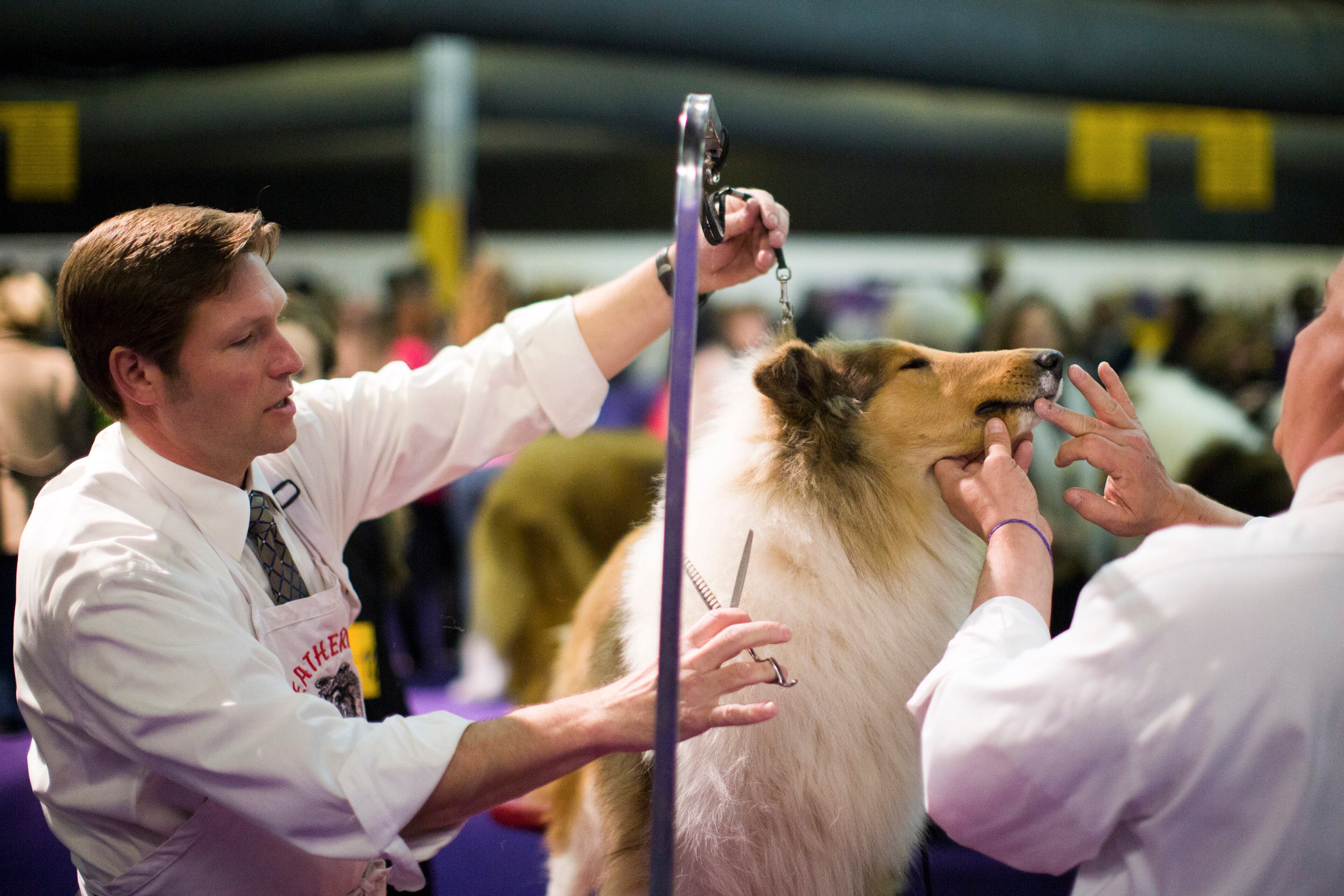 A rough collie is groomed during The Westminster Kennel Club 137th Annual Dog Show at Piers 92/94 in New York, Feb. 11, 2013. The show was held at both Madison Square Garden and Piers 92/24. (Piotr Redlinski/The New York Times)