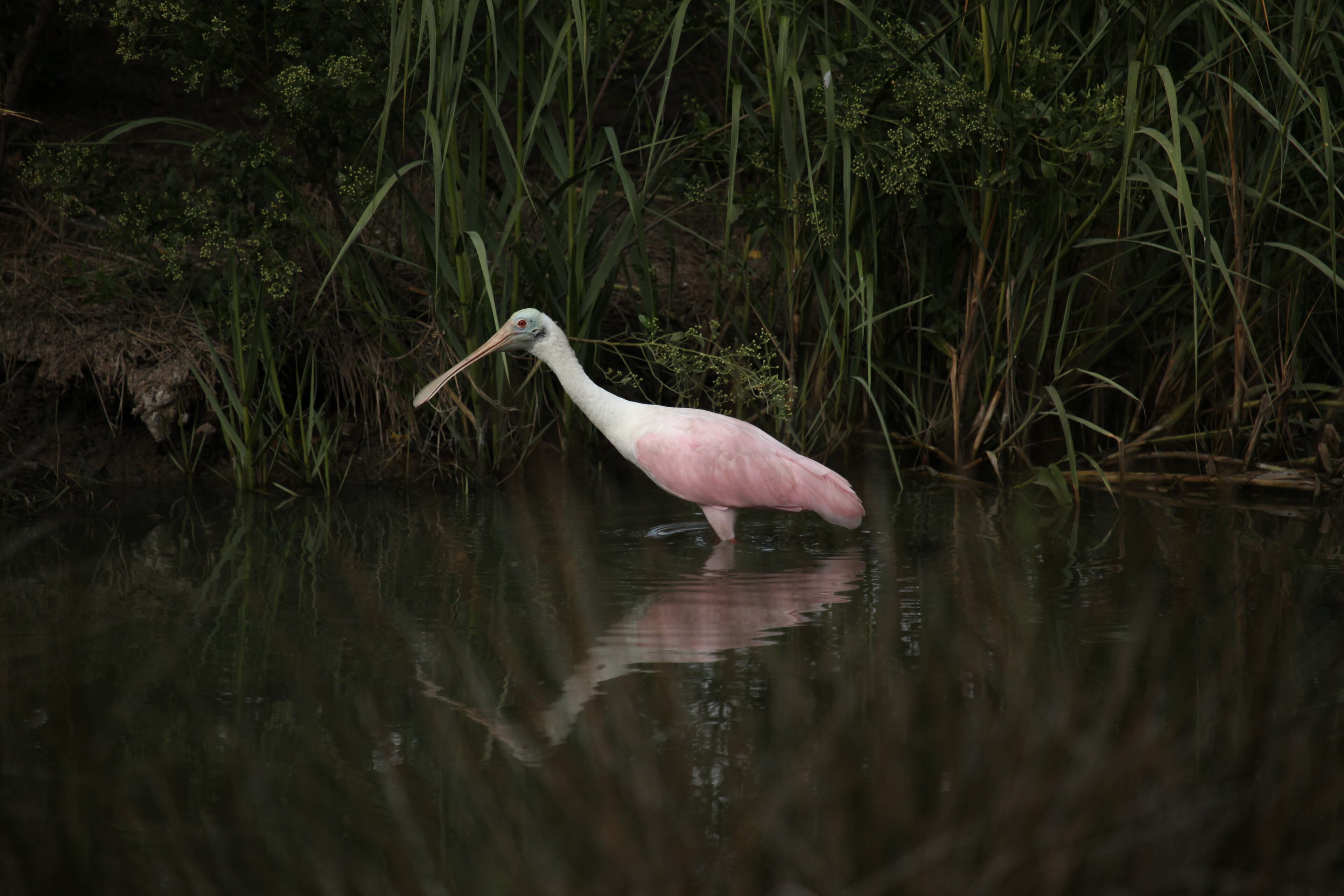 Here are some more photos of Little St. Simons Island. They were taken by Britt Brown, Naturalist with The Lodge on Little St. Simons Island. http://brittleebrown.wix.com/photography