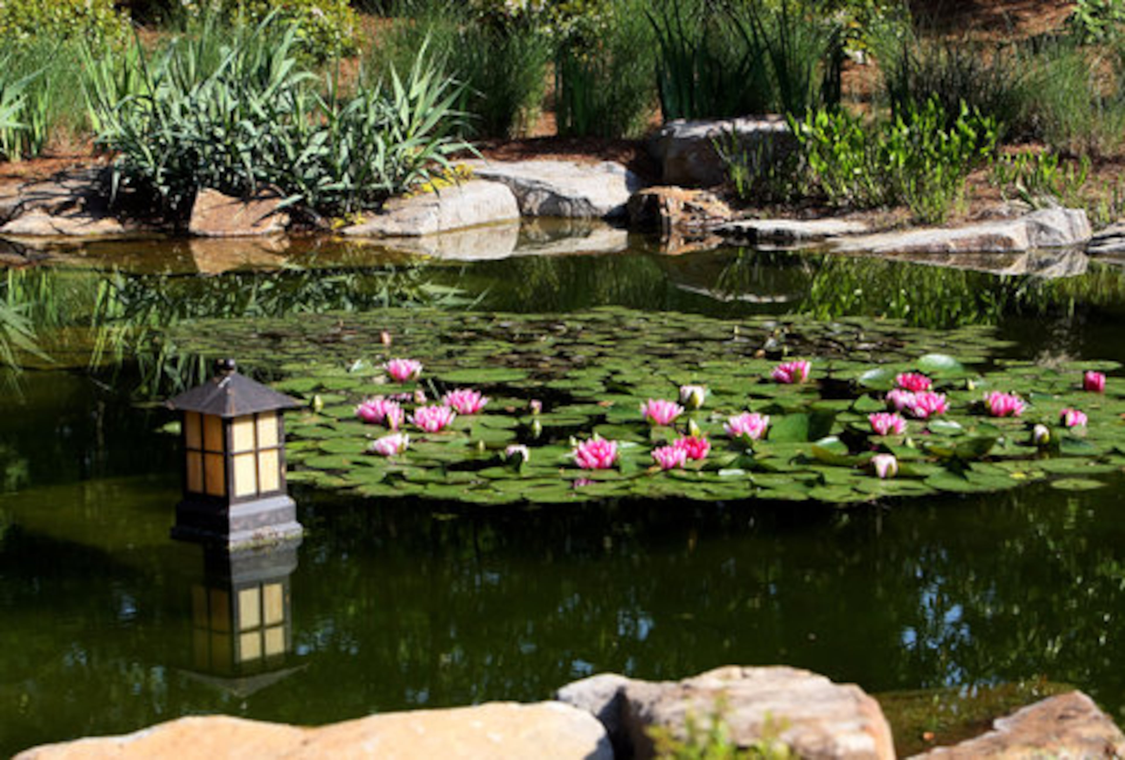 Lily pads float serenely in the elaborate water garden.