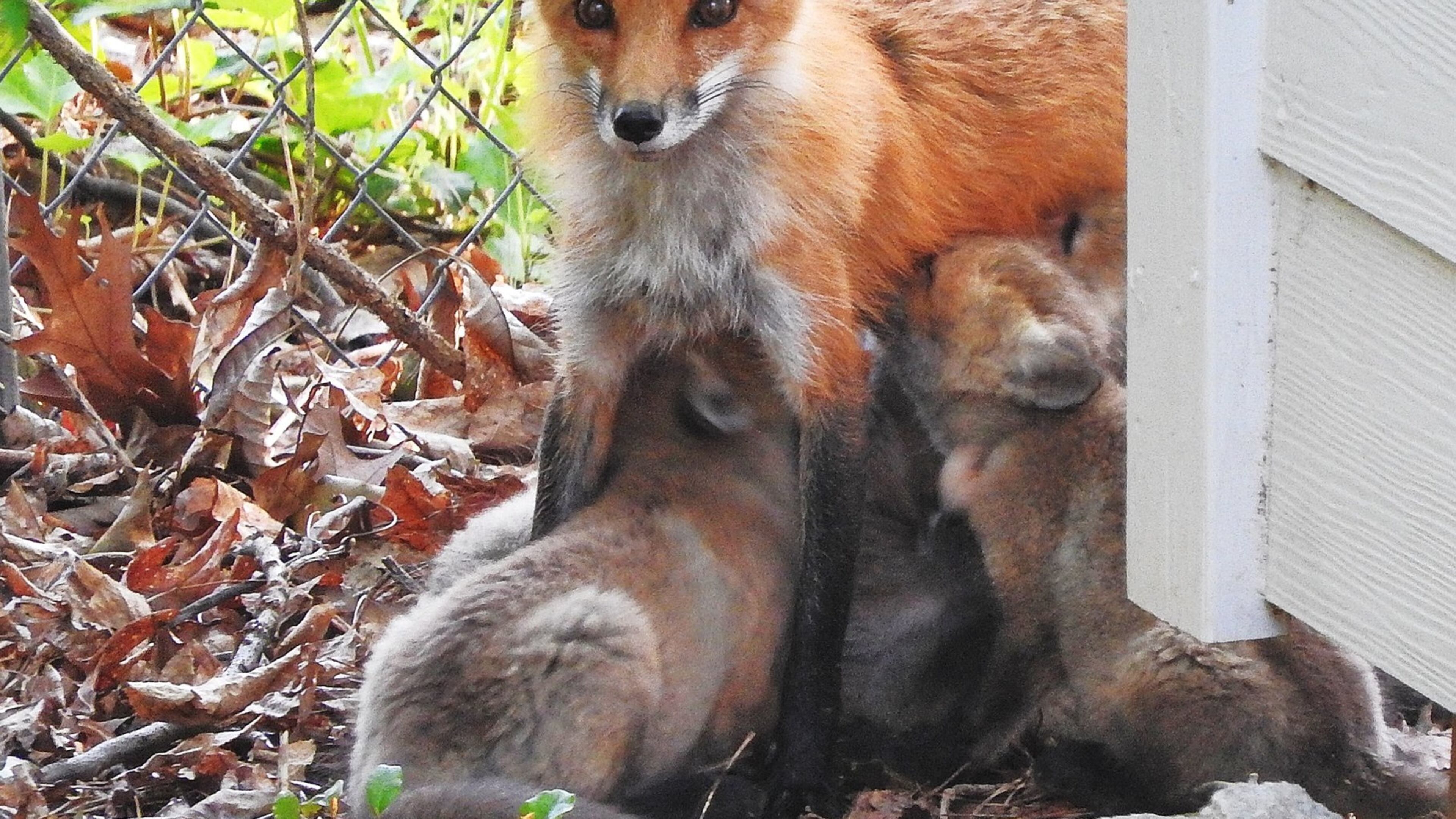 A red fox mother nurses her five pups near their den beneath a shed in the backyard of Jim and Virginia Sowell’s home in Atlanta. Red foxes are becoming more and more adapted to urban areas in Georgia. VIRGINIA GARDNER SOWELL