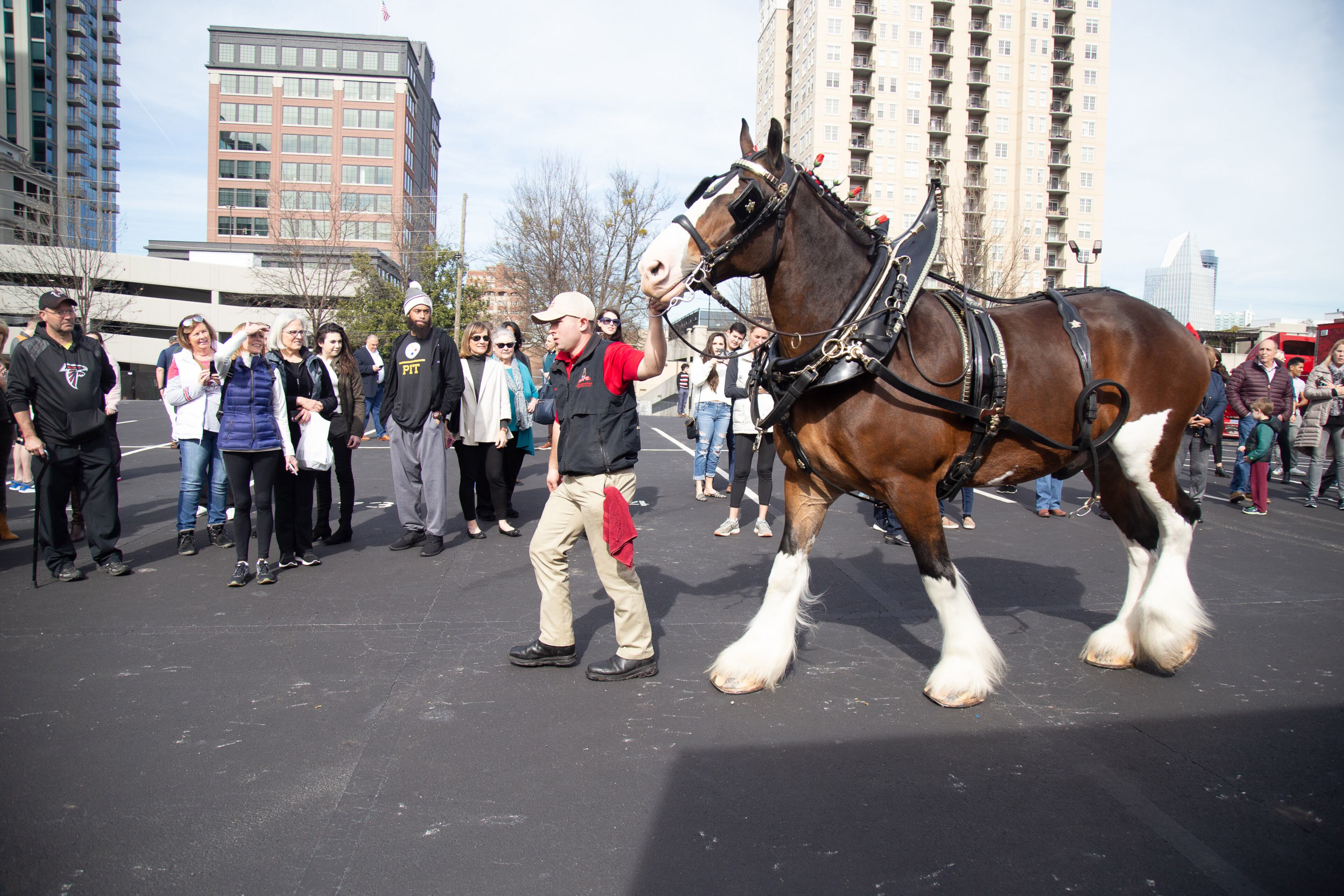 Budweiser Clydesdale handler brings one of the 8 Clydesdales over to be hitched up to the team on February 01, 2018. in Buckhead. STEVE SCHAEFER / SPECIAL TO THE AJC