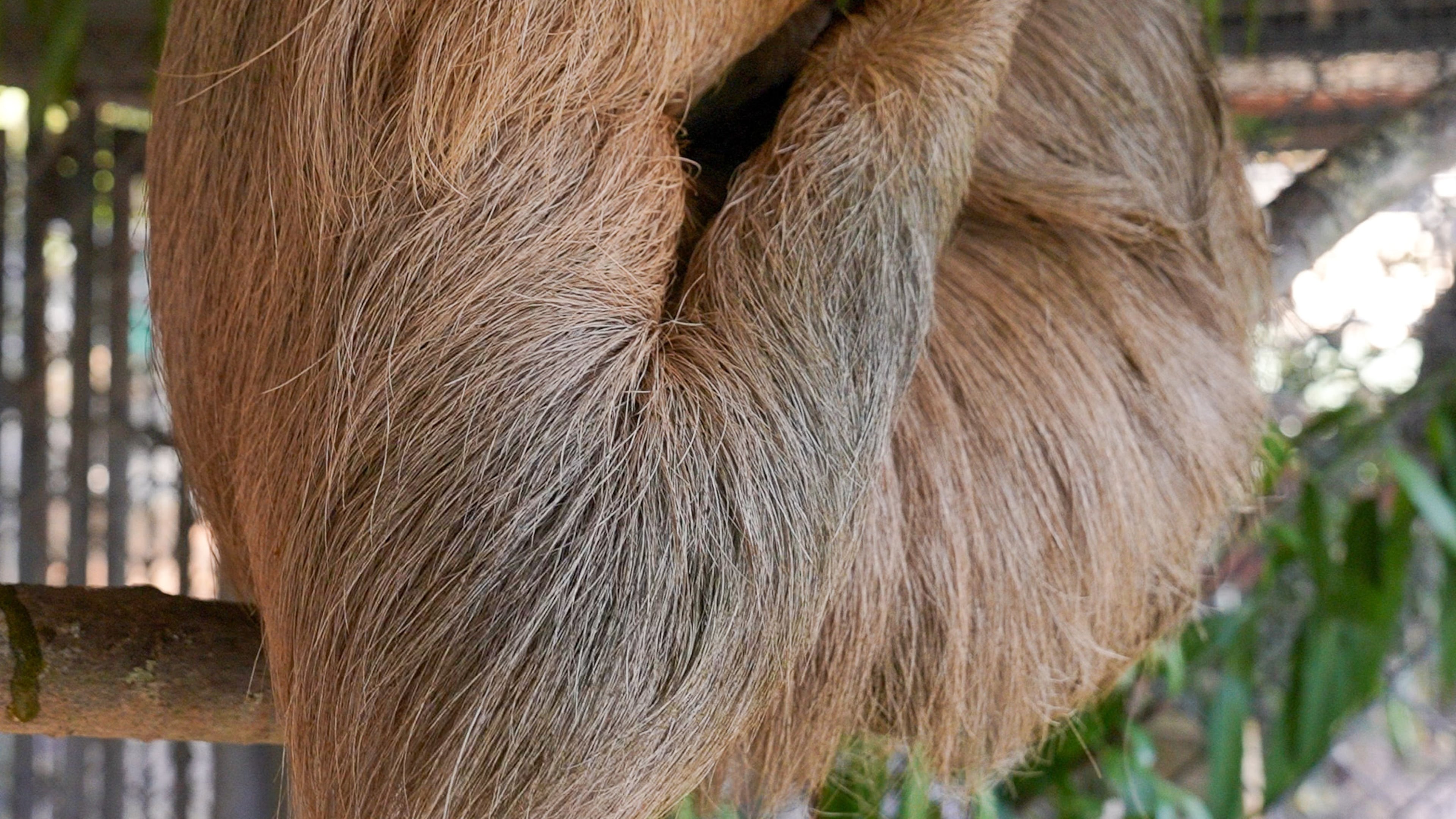 This undated image provided by the Central Florida Zoo shows Habanero hanging from fencing at the Central Florida Zoo in Sanford, Fla. (Central Florida Zoo via AP)