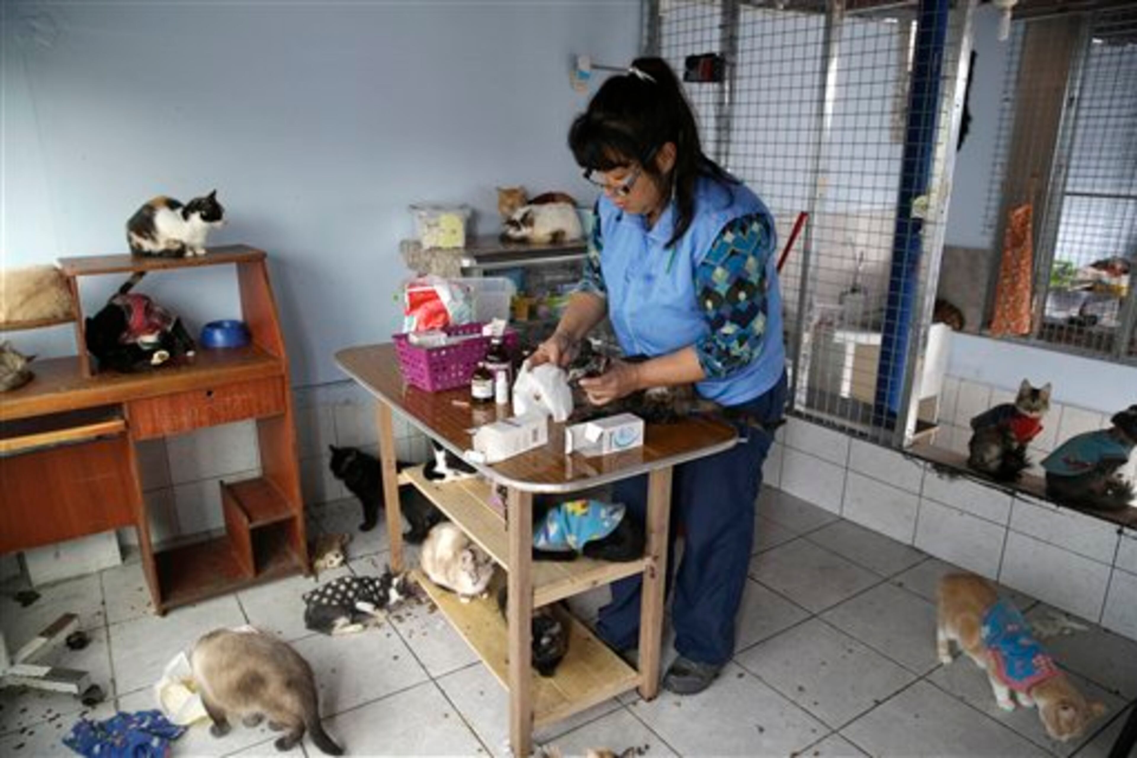 In this Aug. 6, 2014 photo, Maria Torero gets ready to medicate a sick cat at her Cat Hospice, where Torero looks after 175 cats that suffer from feline leukemia, at her home in Lima, Peru. For five years, Torero has ministered to the sick felines, attempting to improve their quality of life as they slowly succumb to the common, fatal retrovirus. (AP Photo/Martin Mejia)