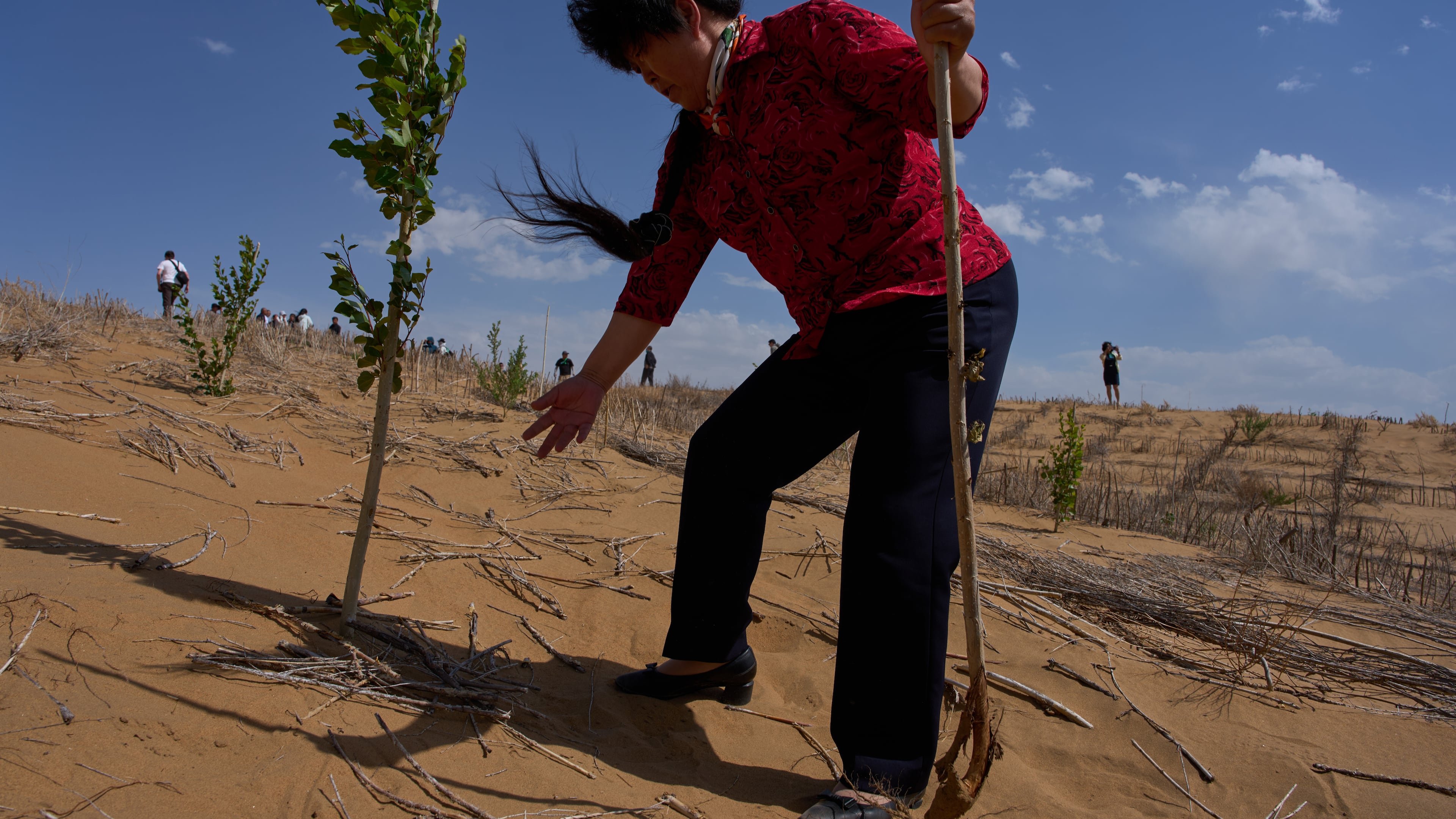Desert control worker Yin Yuzhen visits a desertification control site of the Engebei Ecological Area near Ordos in northern China's Inner Mongolia province on Friday, June 12, 2026. (AP Photo/Ng Han Guan)