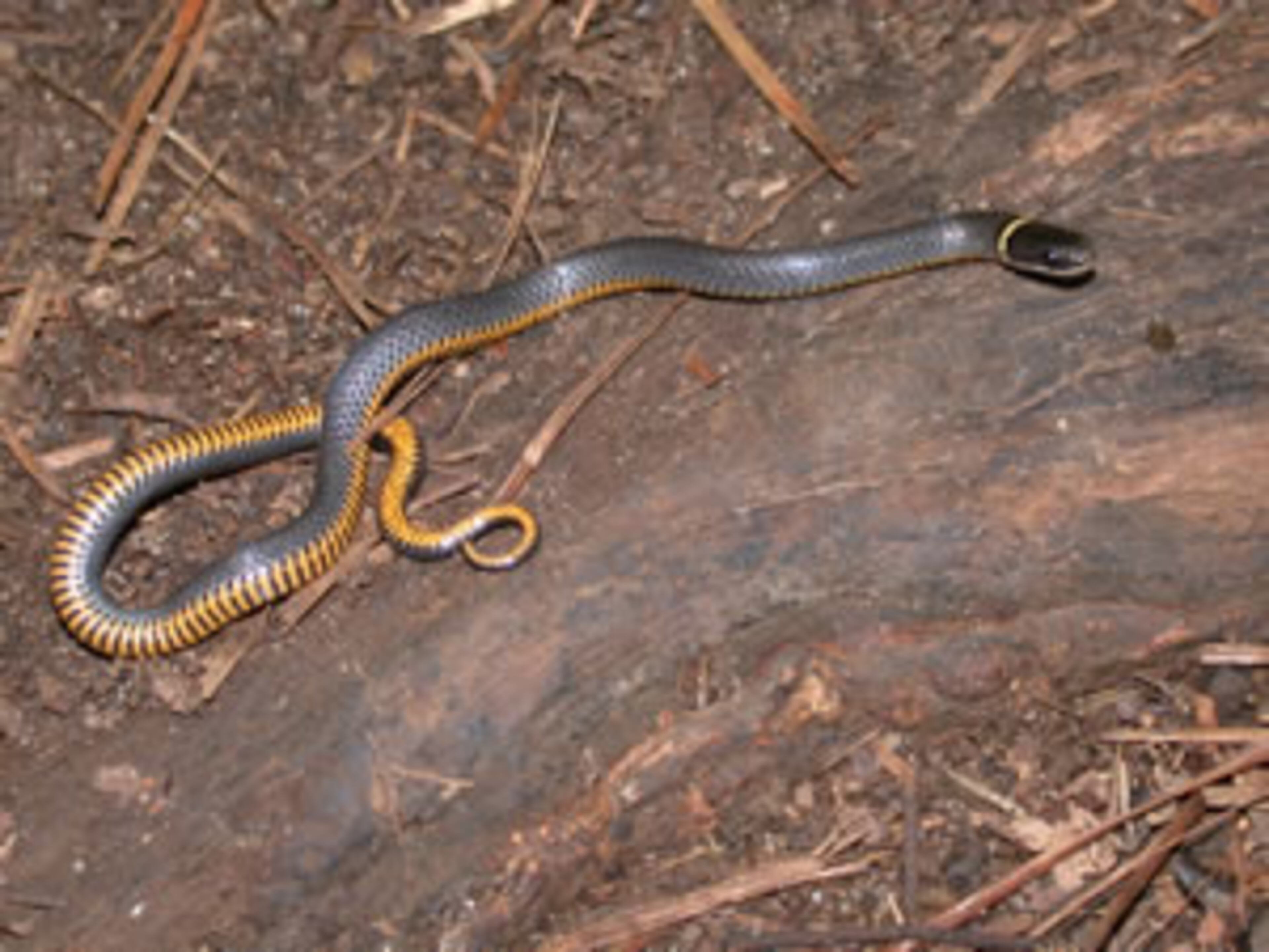 RINGNECK SNAKE -- As the name suggests, this common snake has a distinguishing ring around its neck and may have a yellow or orange belly. Northern ringnecks are found in the mountains while the southern subspecies is a Coastal Plain dweller. INFO BY: Stacey Vigil, University of Georgia – edited by J.D. Willson.