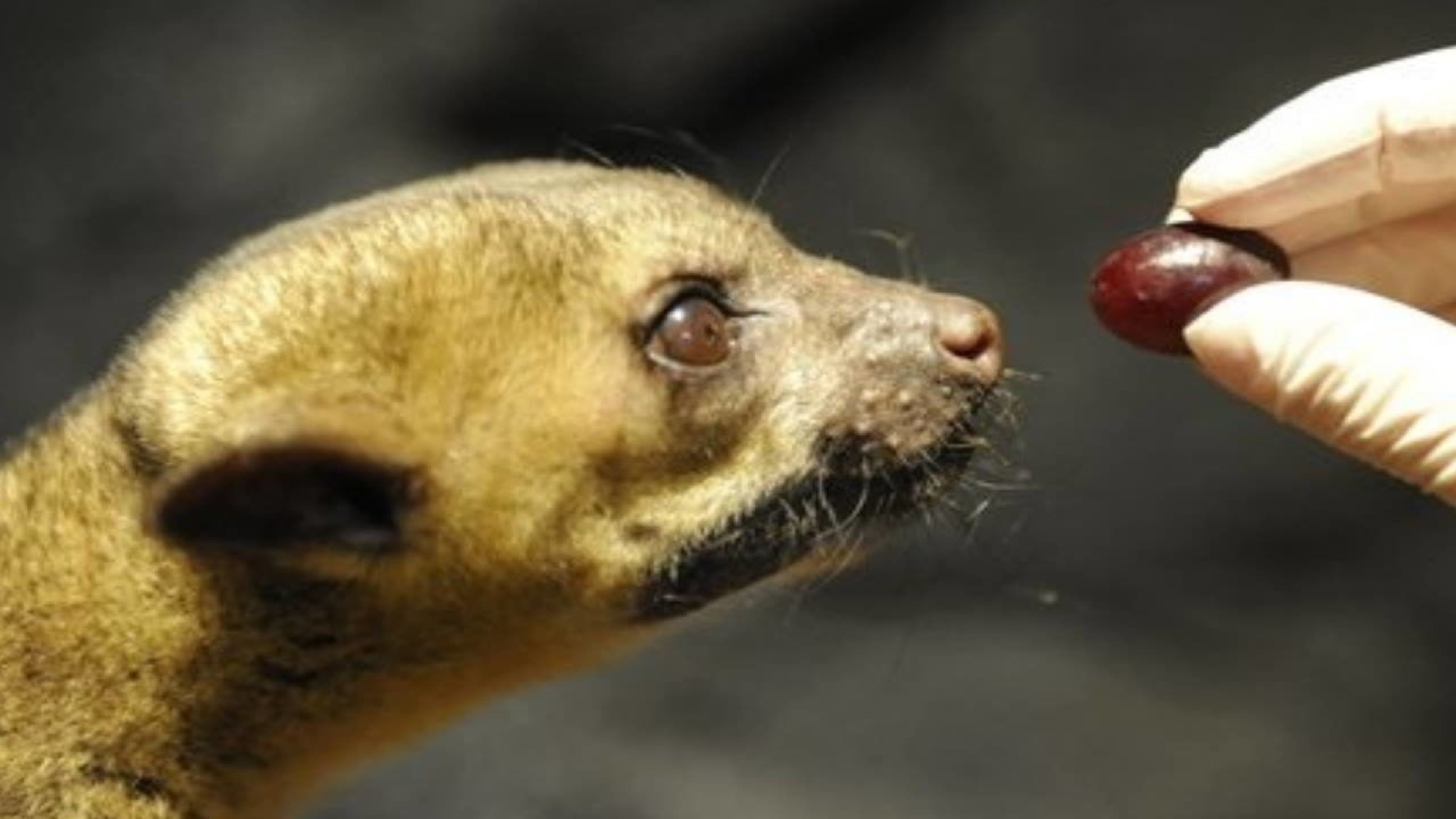 A Florida man who left food outside for a kinkajou got an unpleasant surprise last month.
