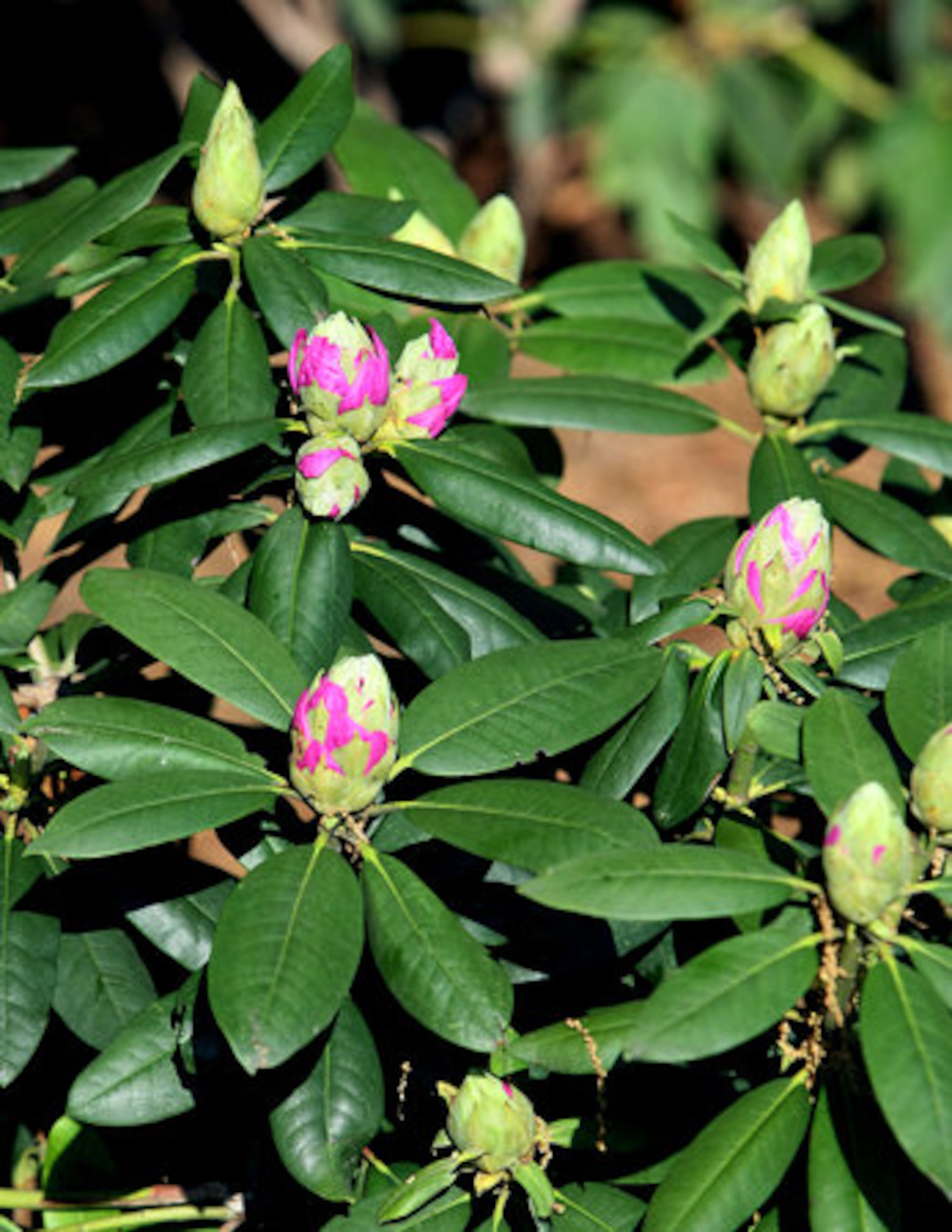 A Catawba Rhododendron is preparing to bloom.